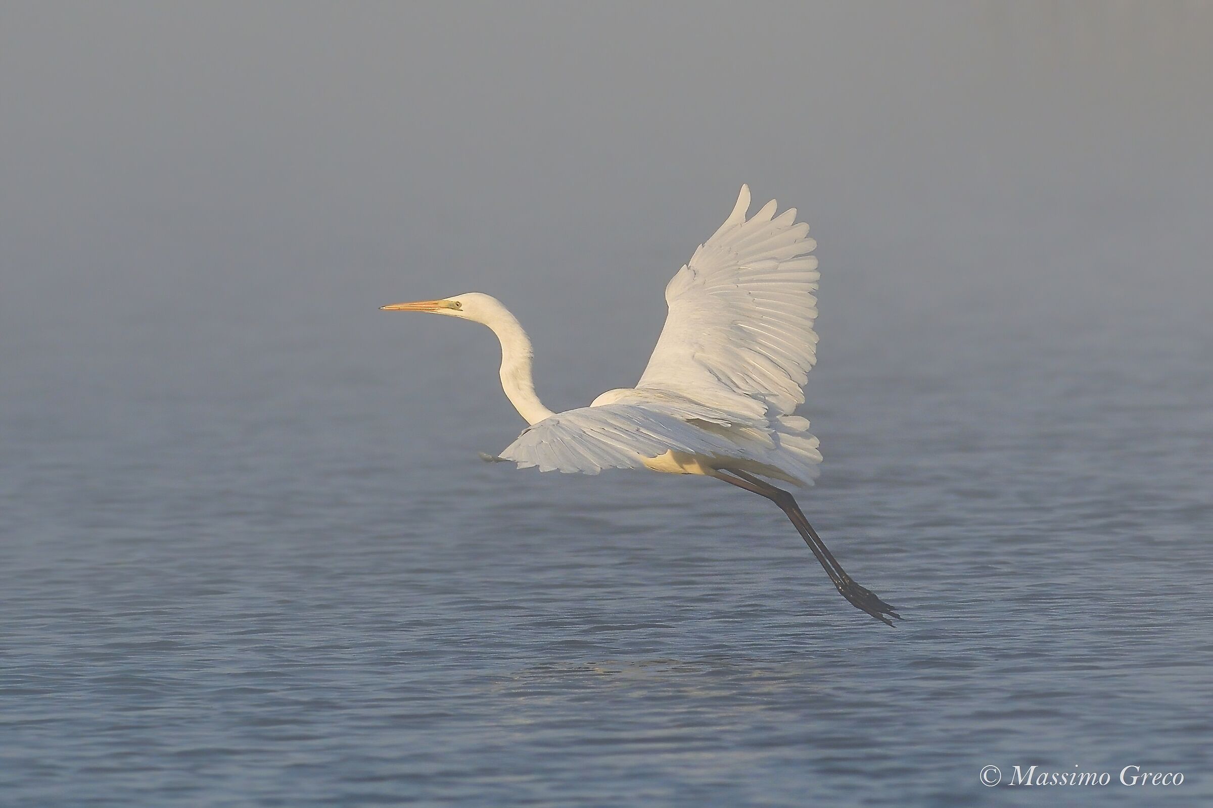 White heron in the fog