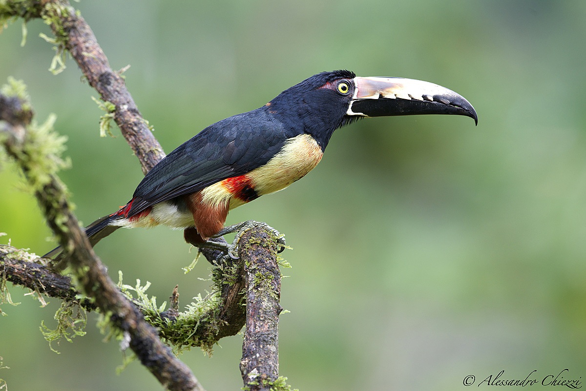 Aracari by the Collar