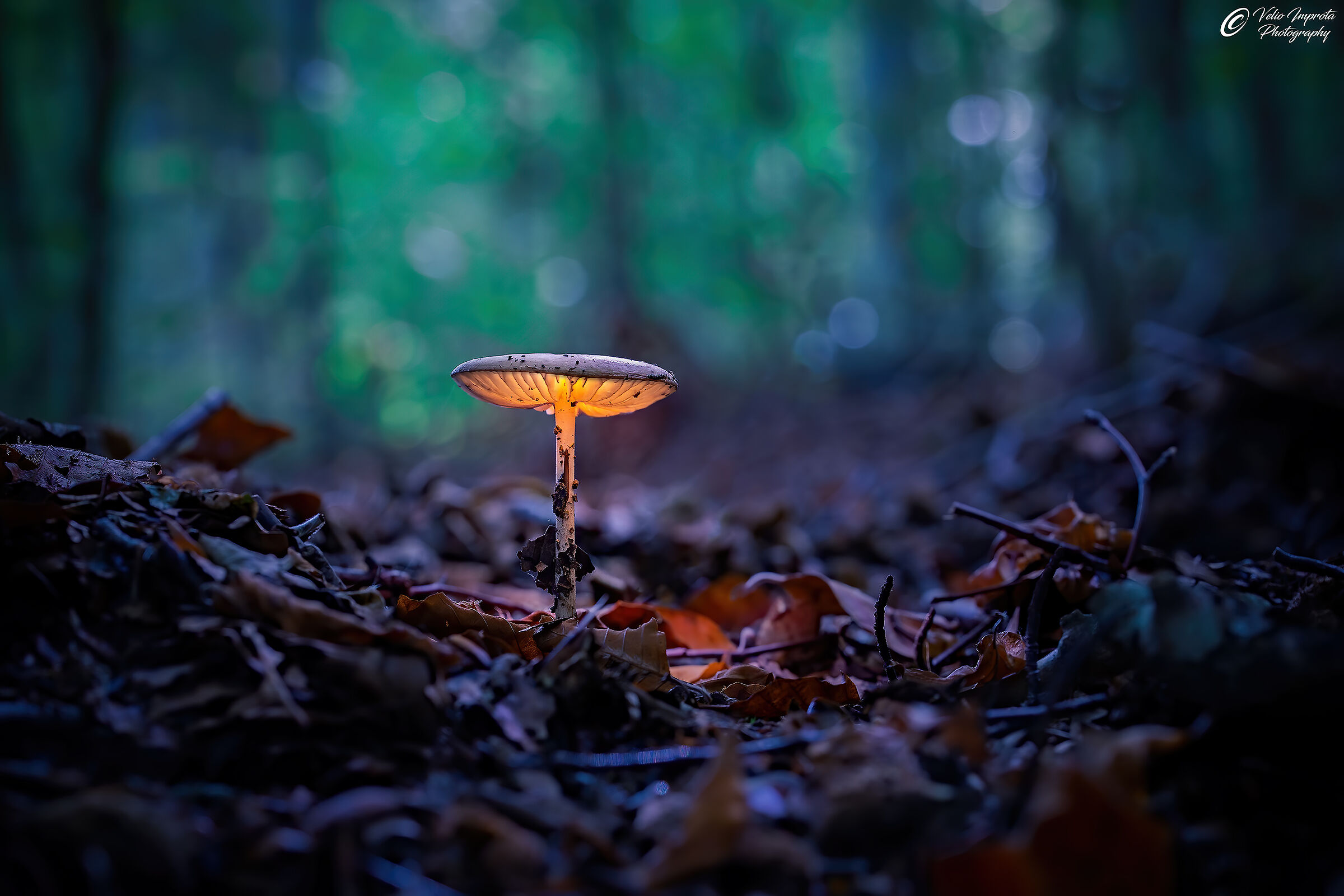 La luce sotto il mantello