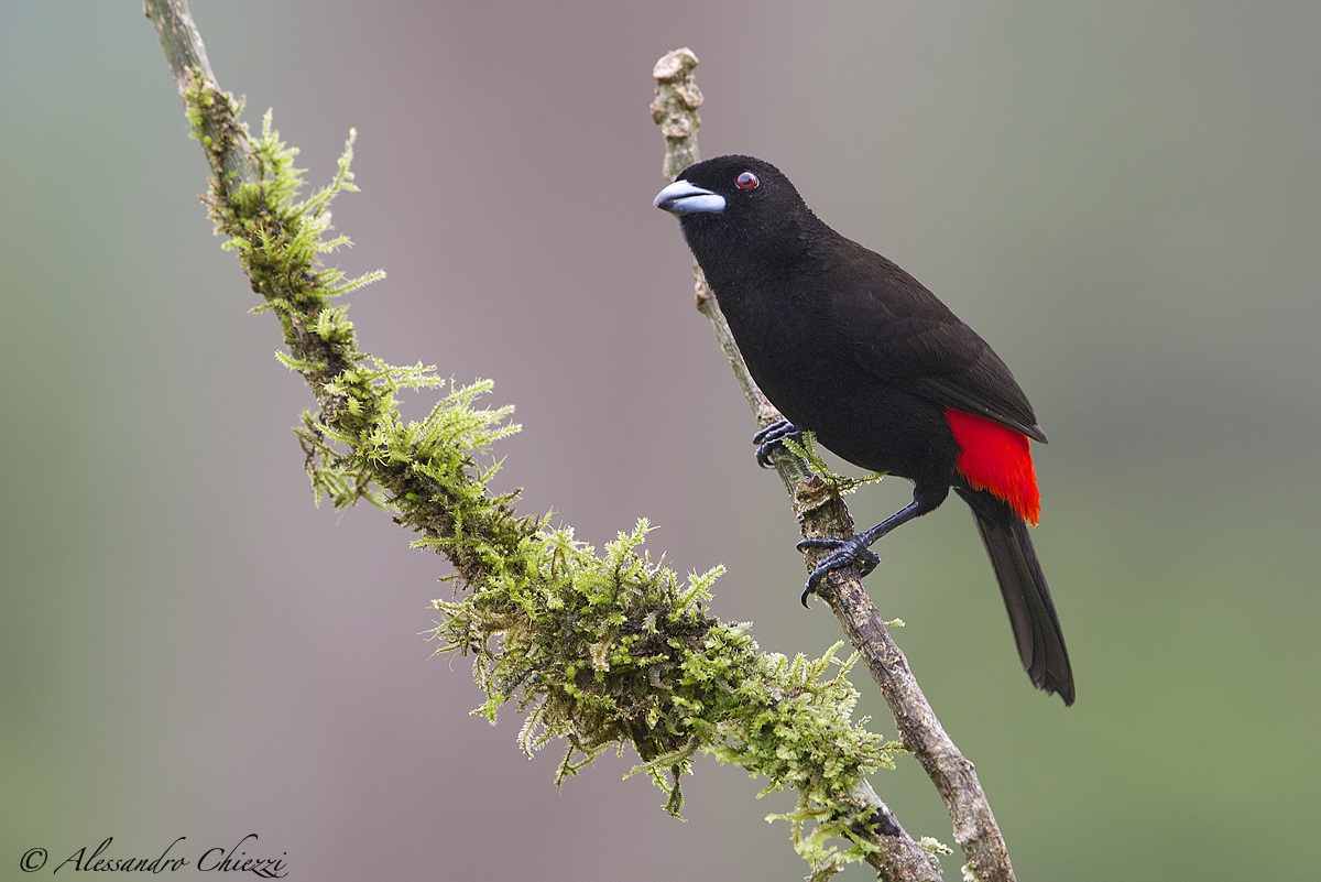 Tangara rump of flame