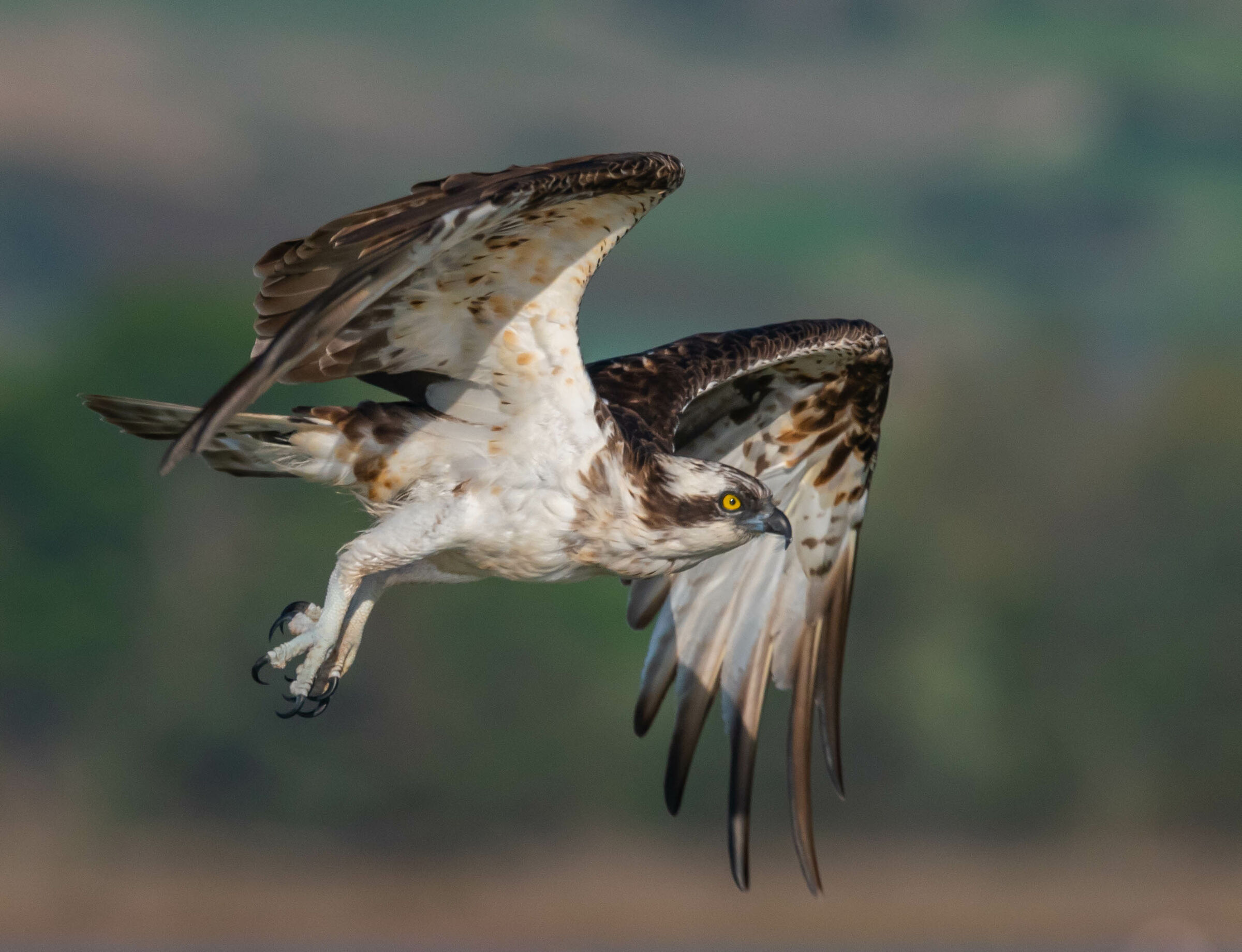 Dinamic flight