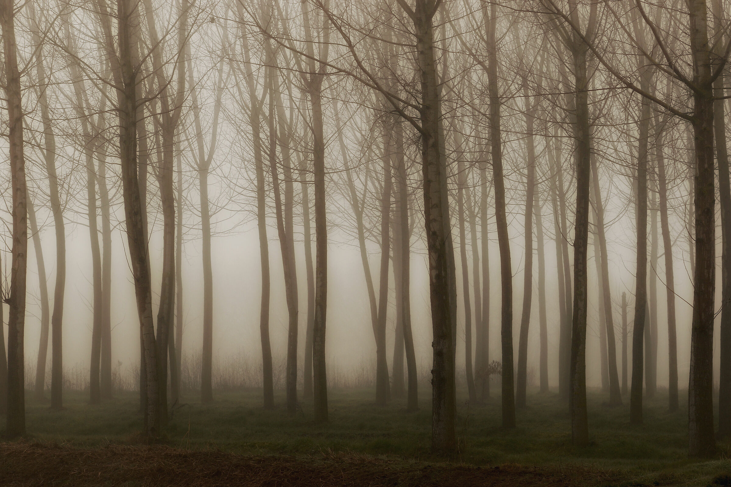Vercelli, first mists.