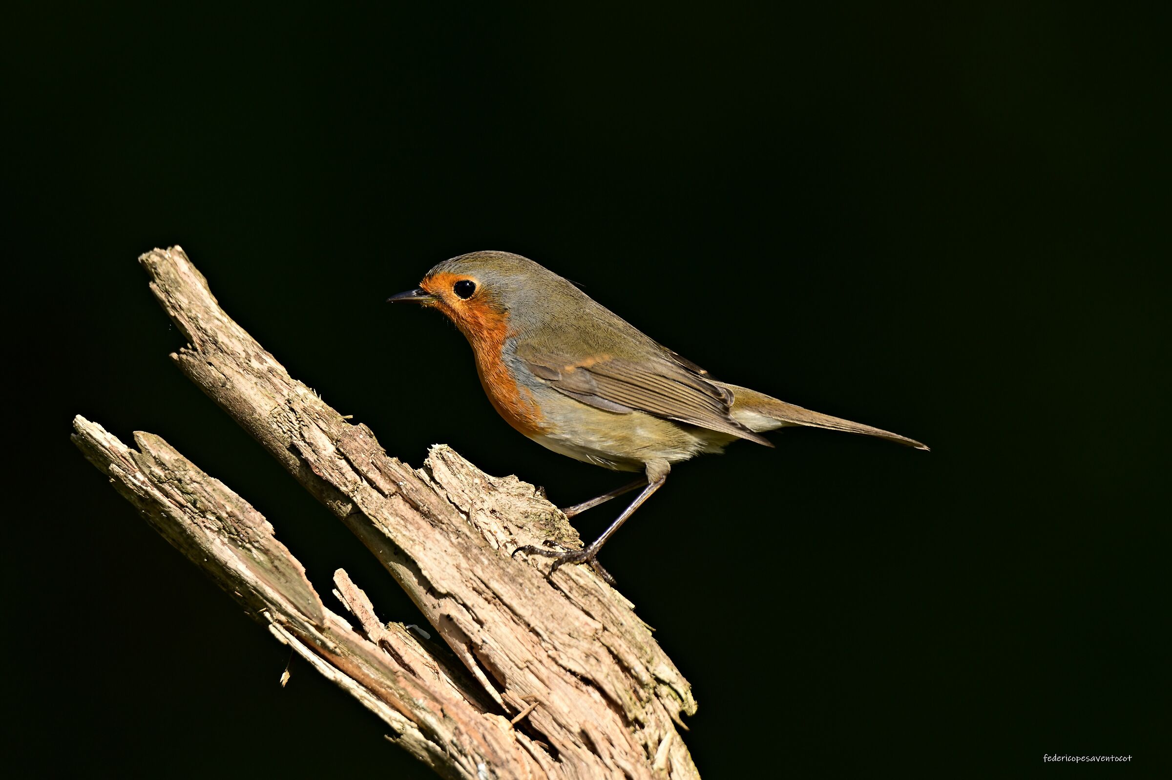 Pettirosso