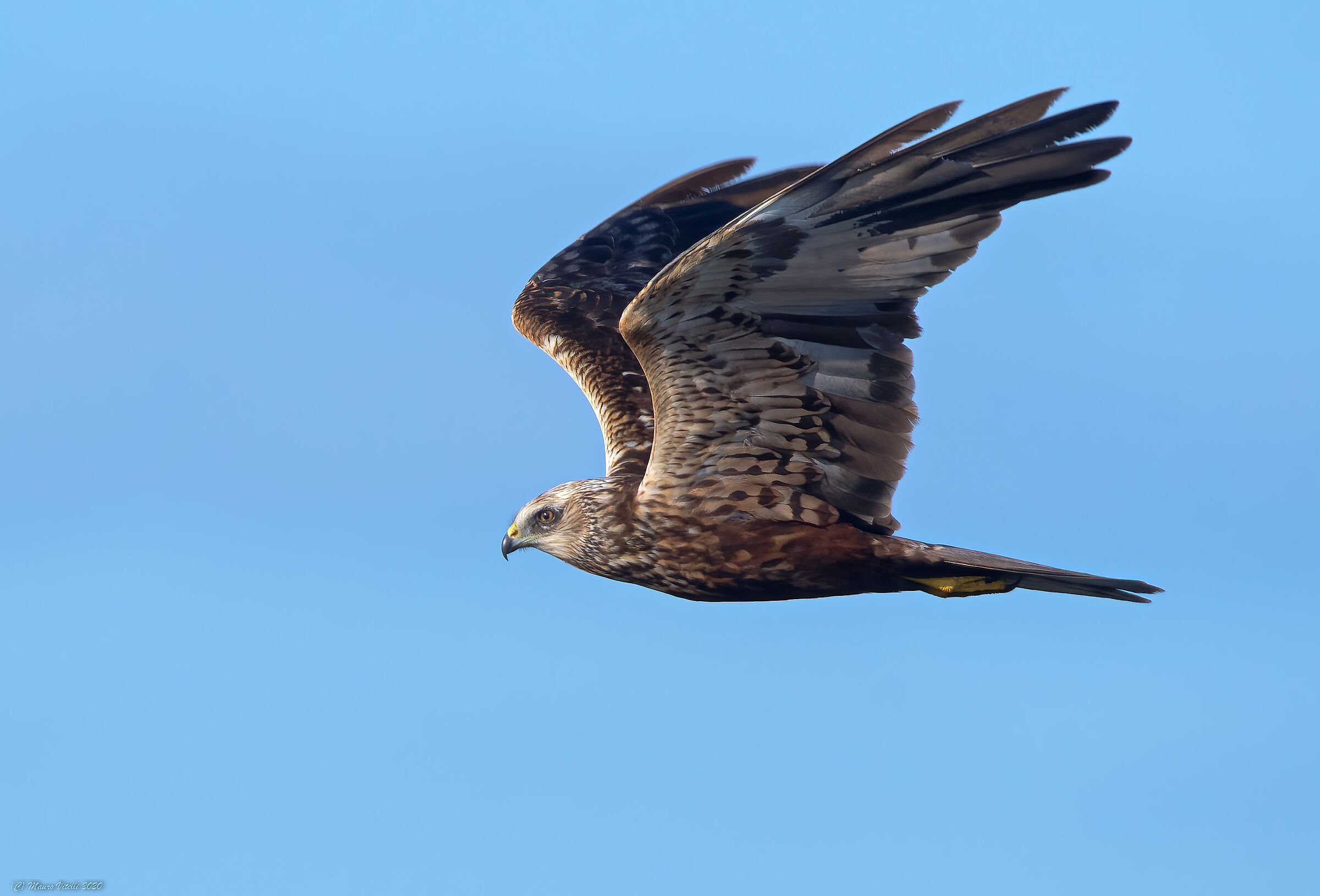 Male Marsh Falcon (Circus aeruginosus)