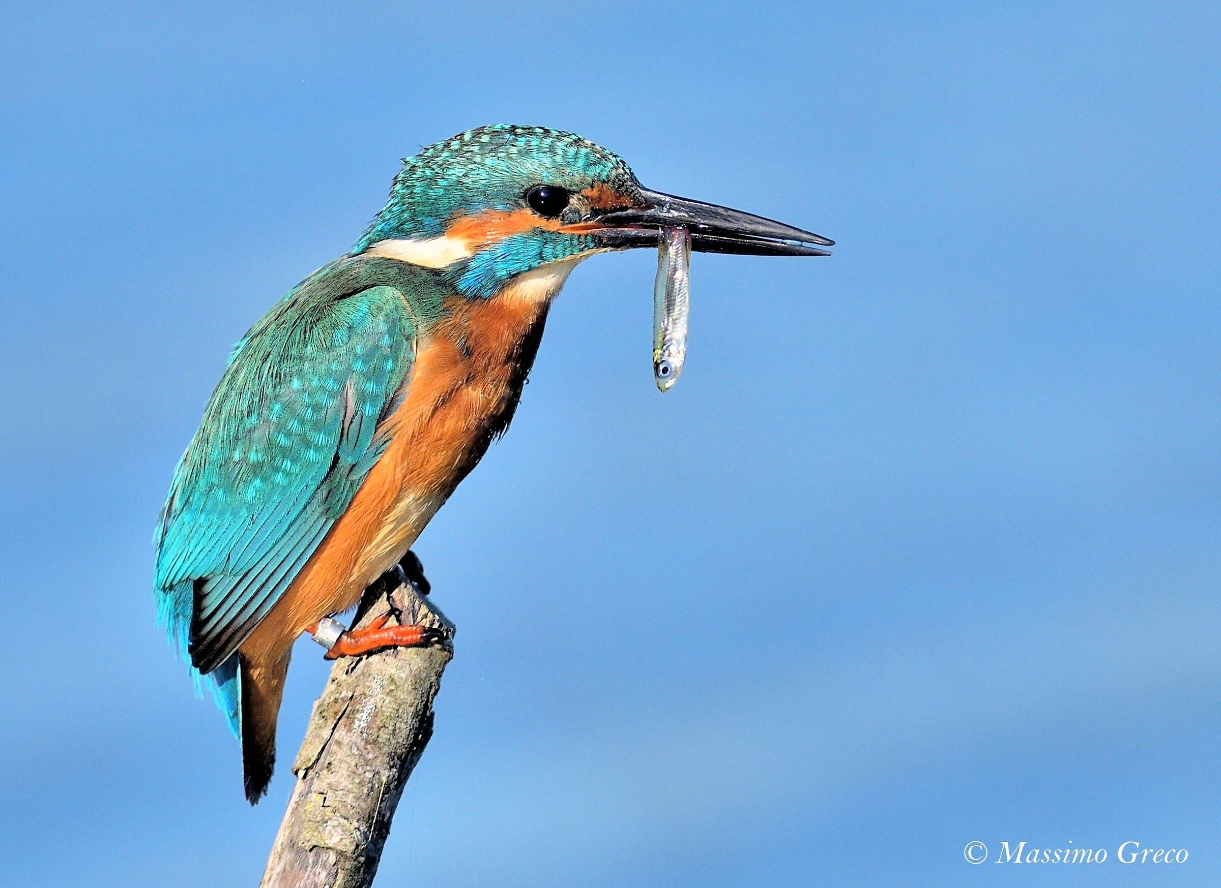 Kingfisher