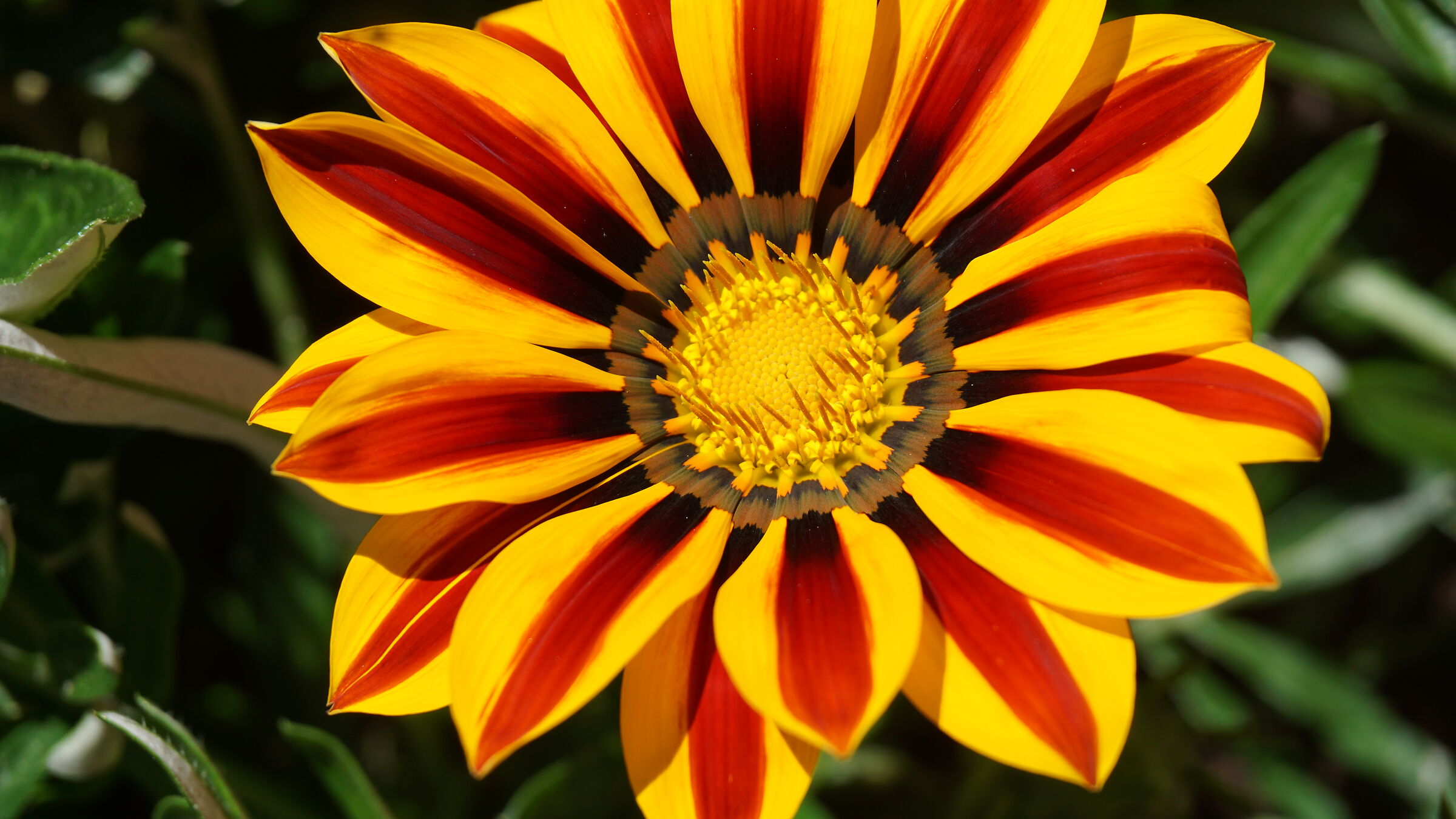 Macro. La Gazania