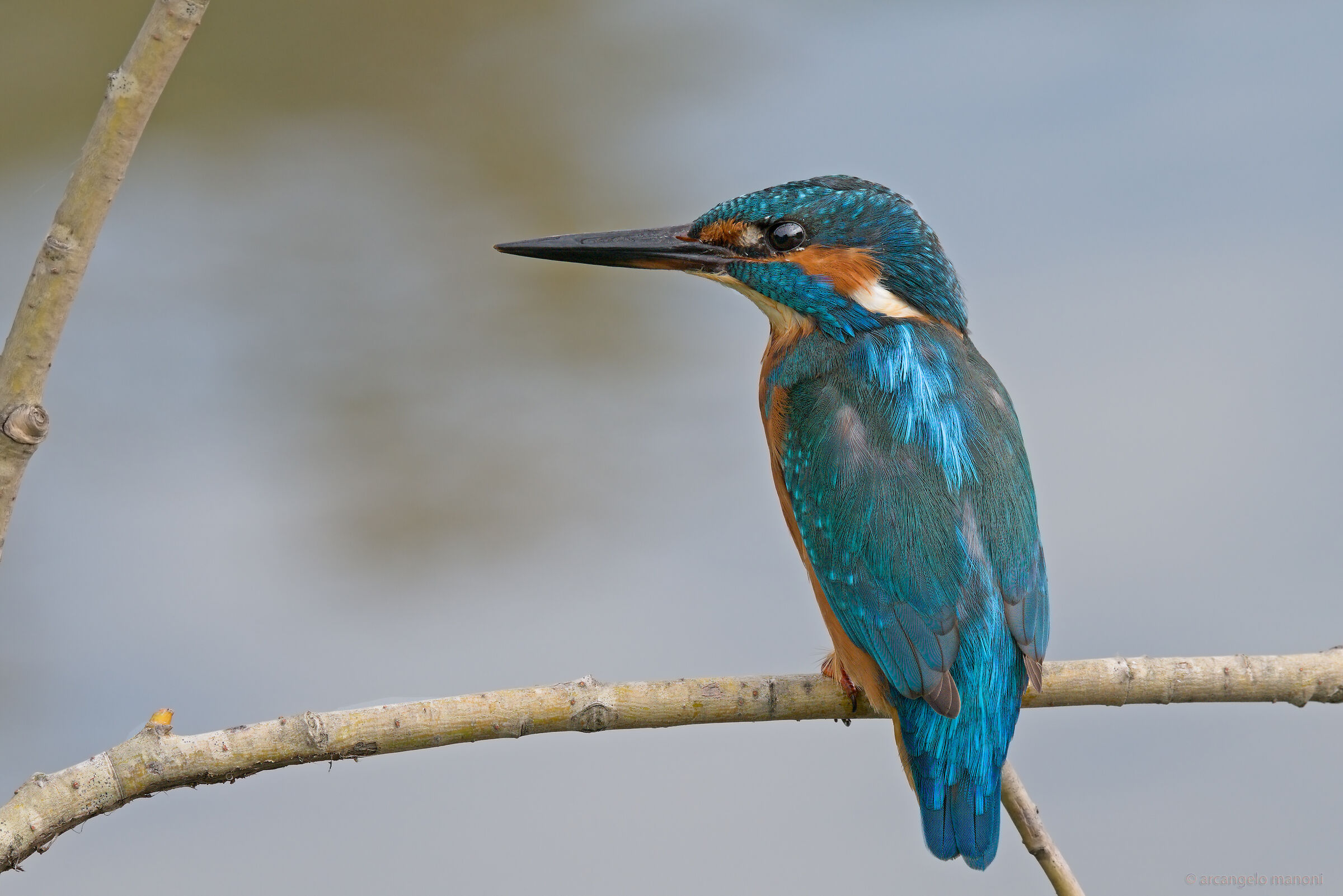 Crop on camera for the martino