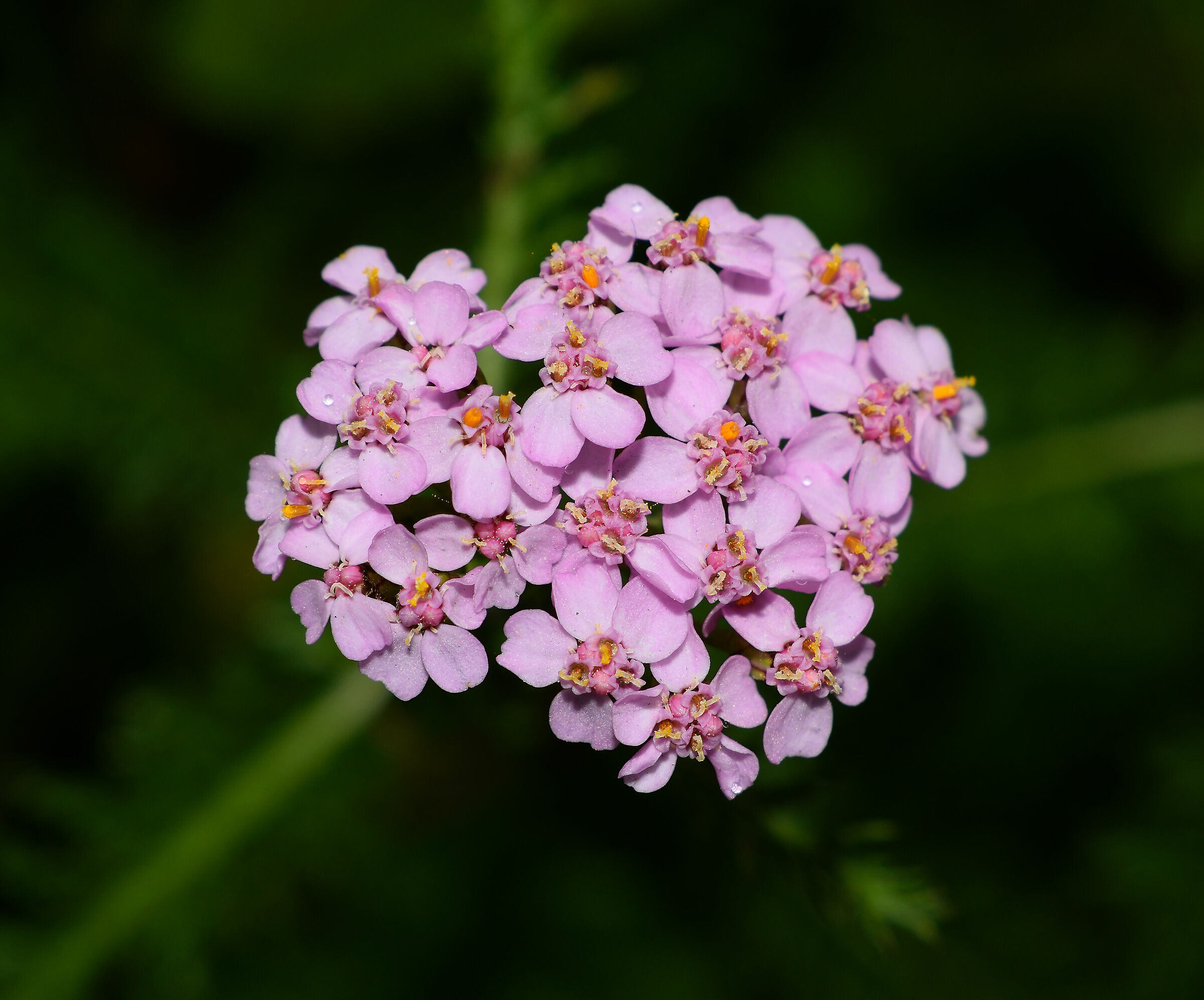 very small autumn flower