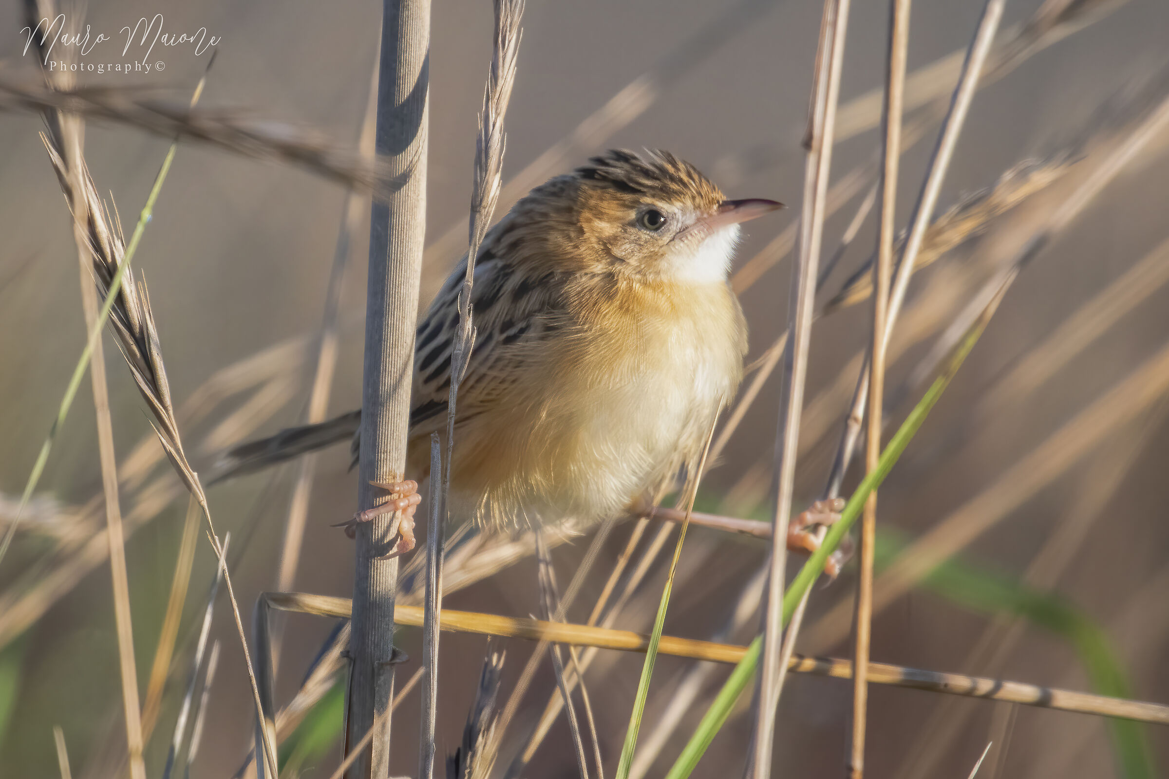 Cisticola juncidis