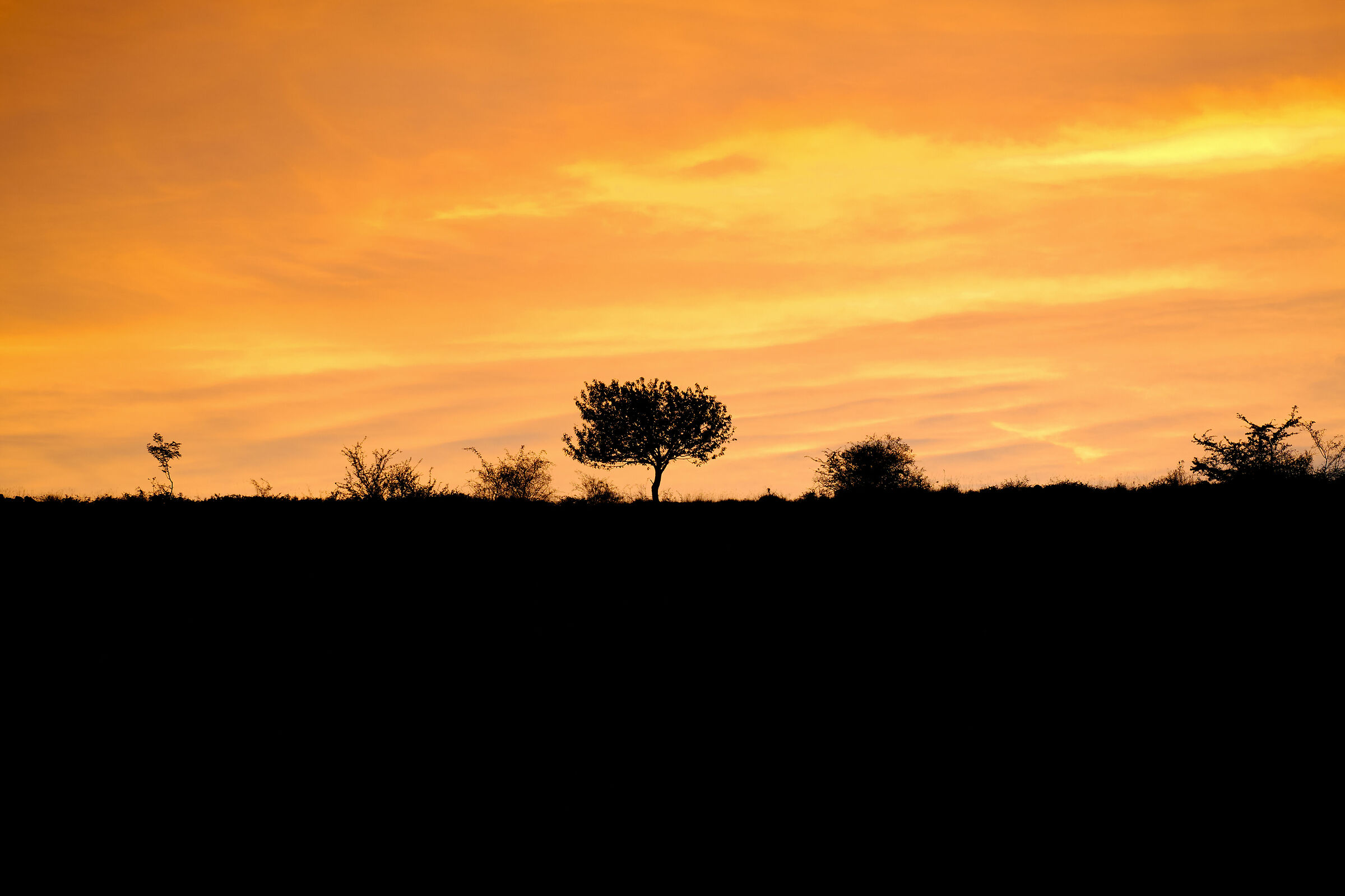 Lonely tree