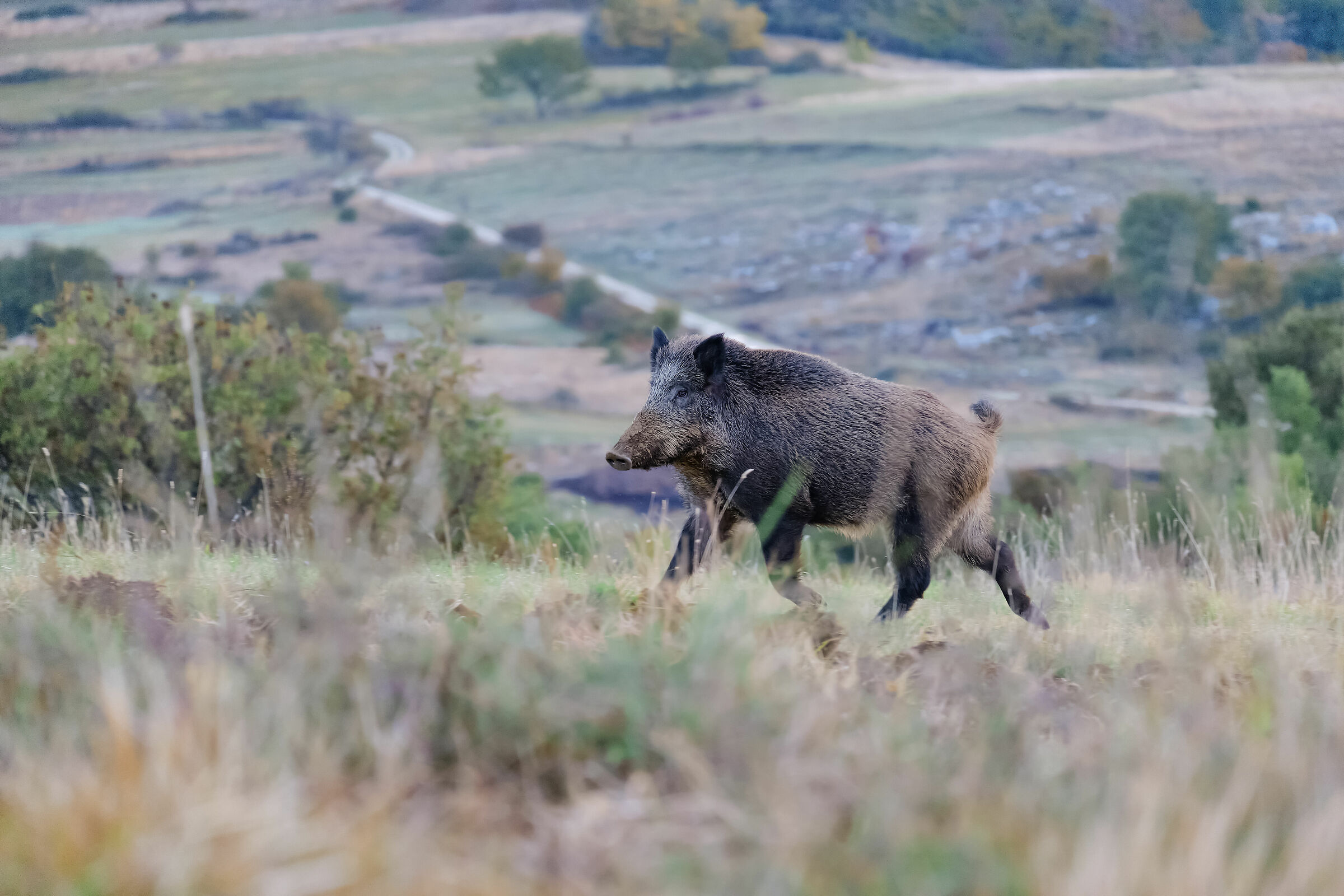 Wild boar