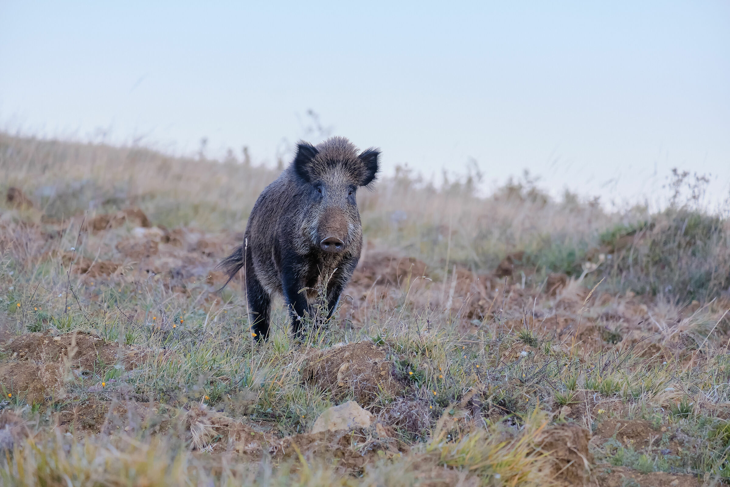 Wild boar