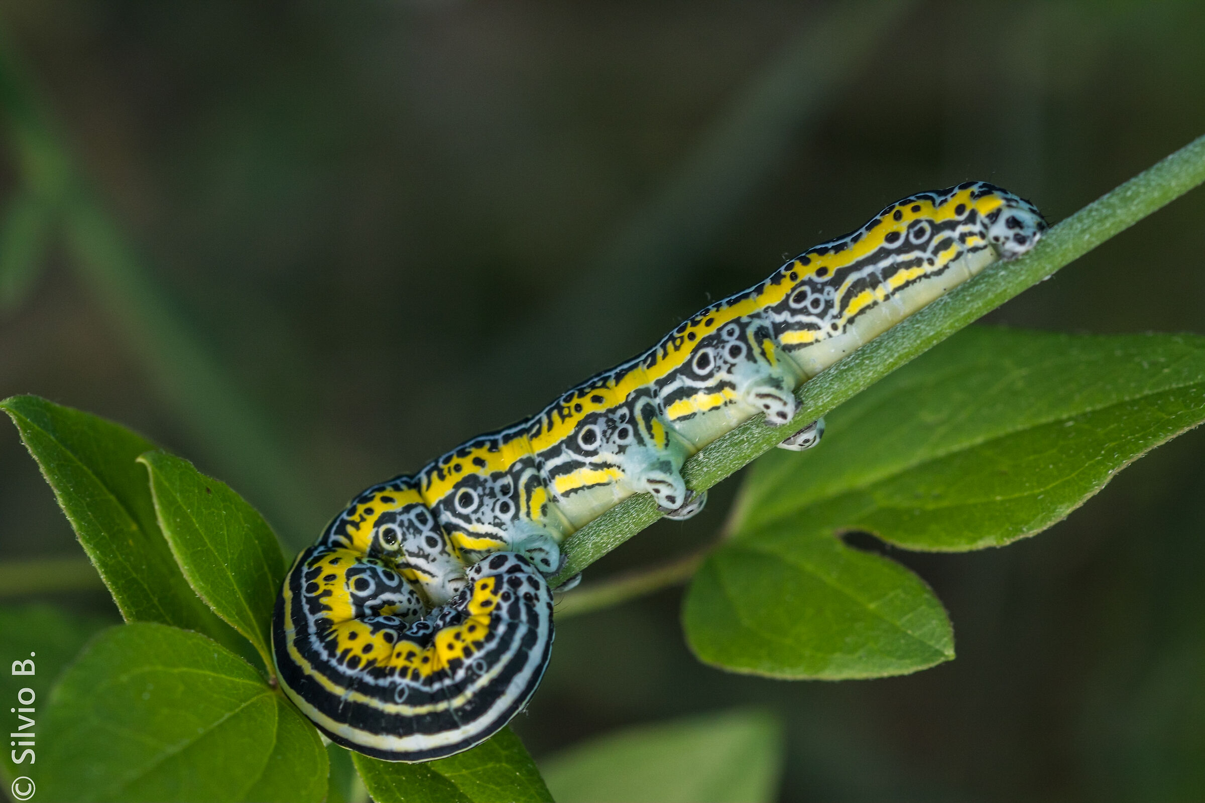 I'm handsome, am I??