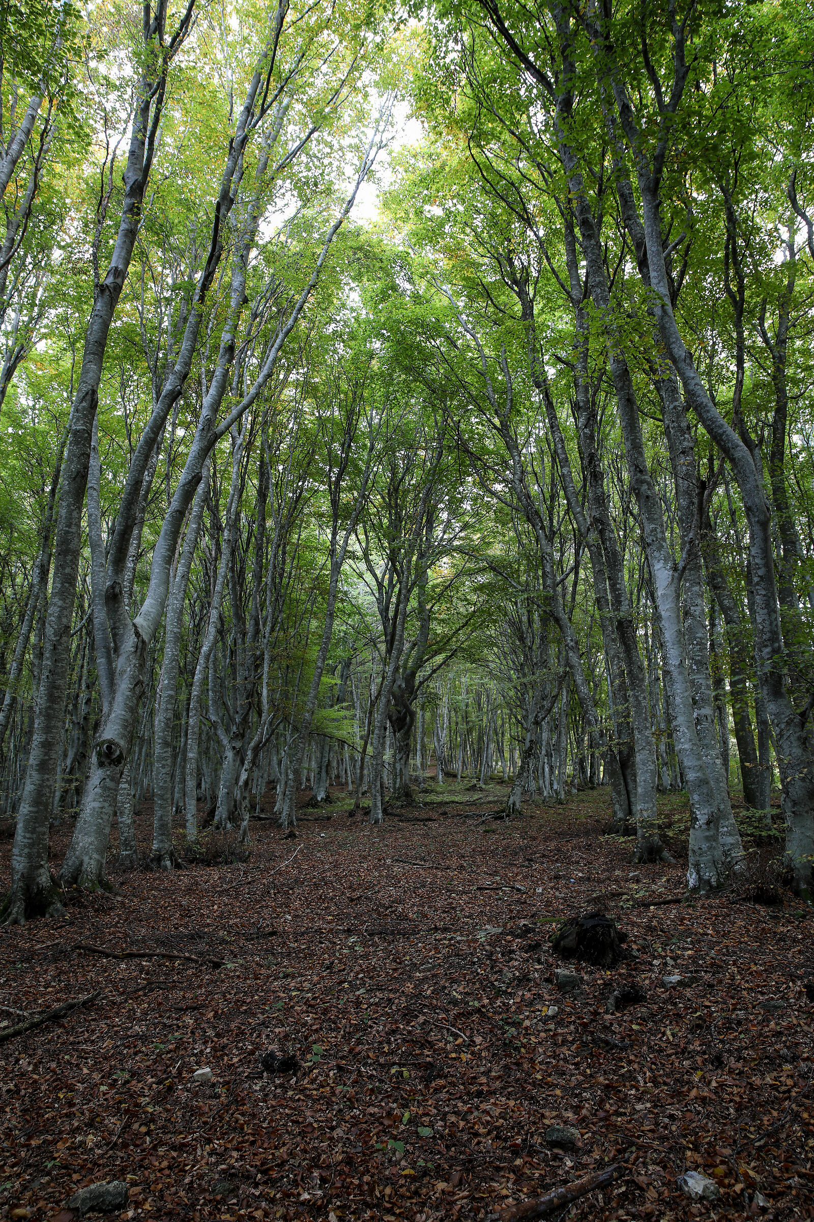 Beech Fairy of Canfaito