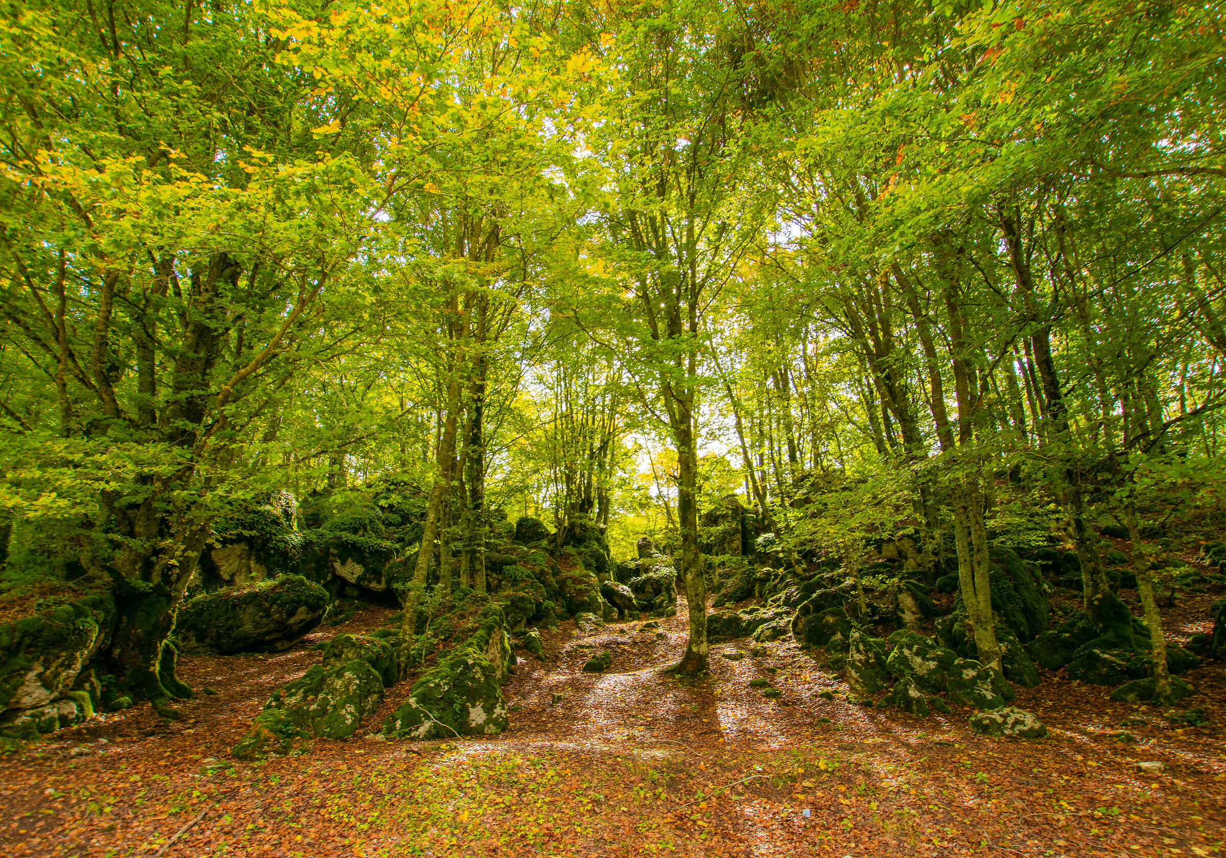 I colori dell'autunno 2020