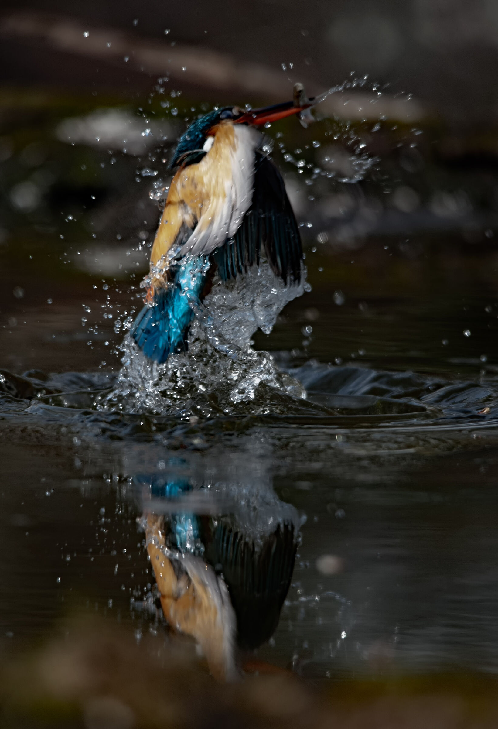 La pesca del martin pescatore