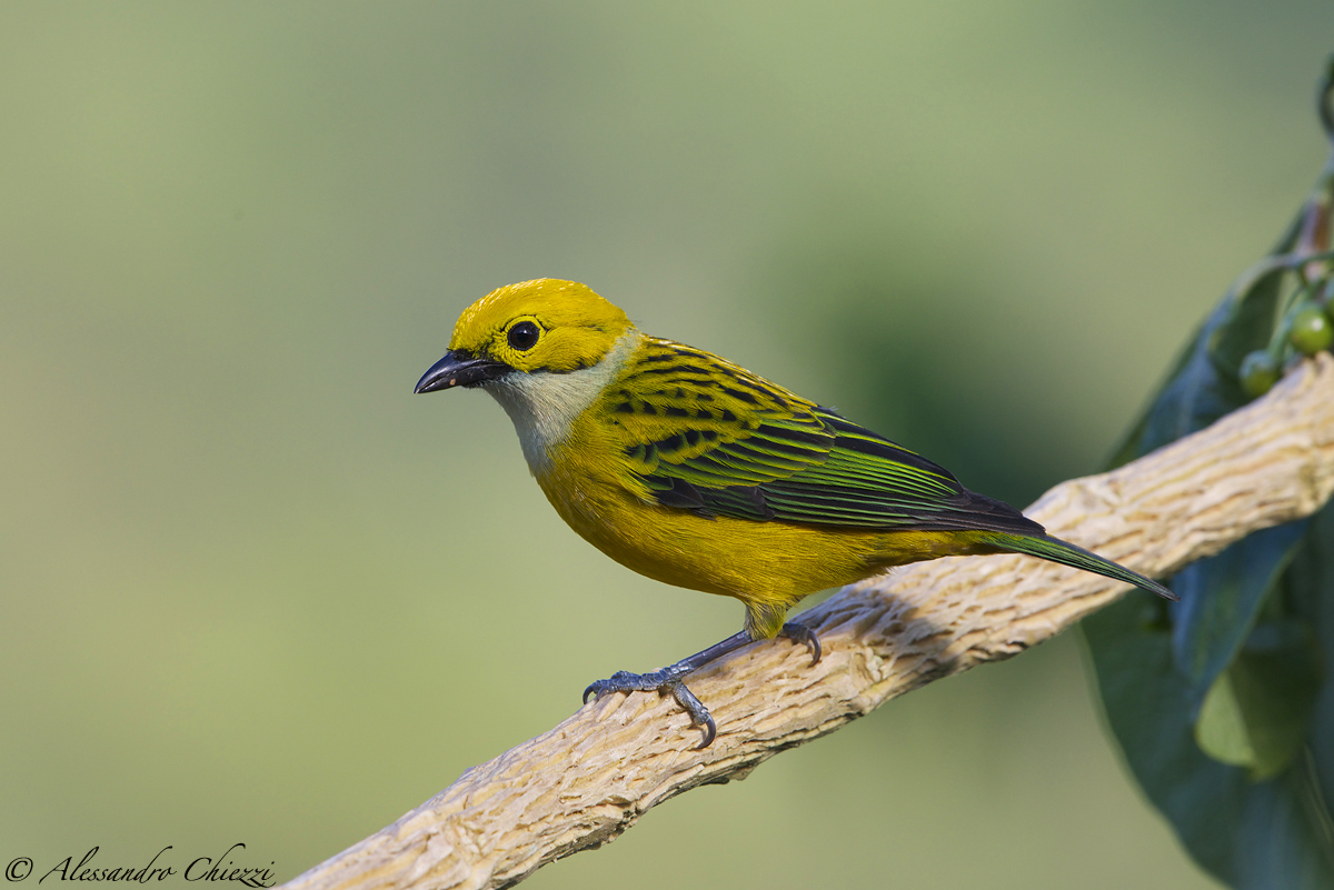 Tangara yellow white throat