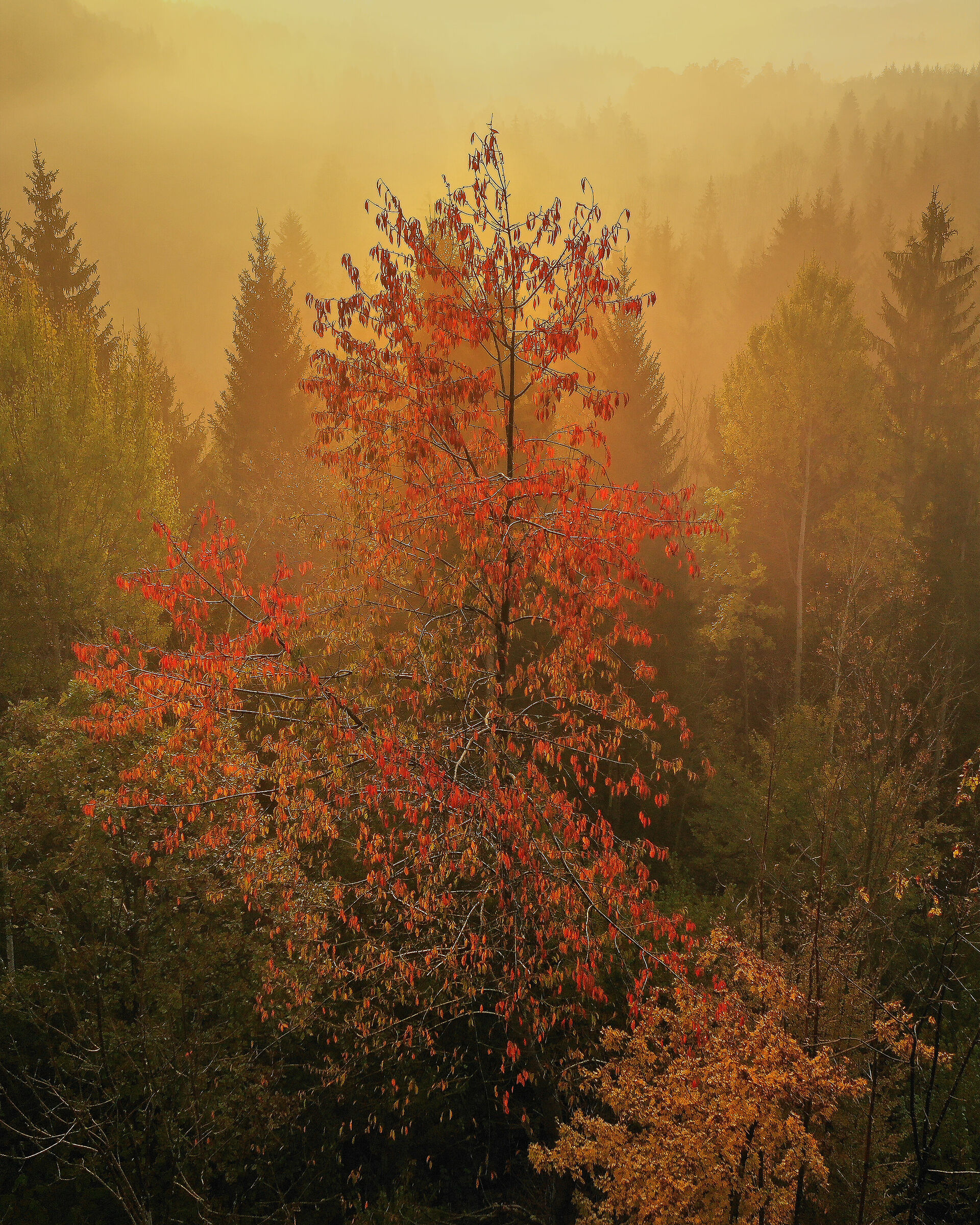 Impressioni autunnali II