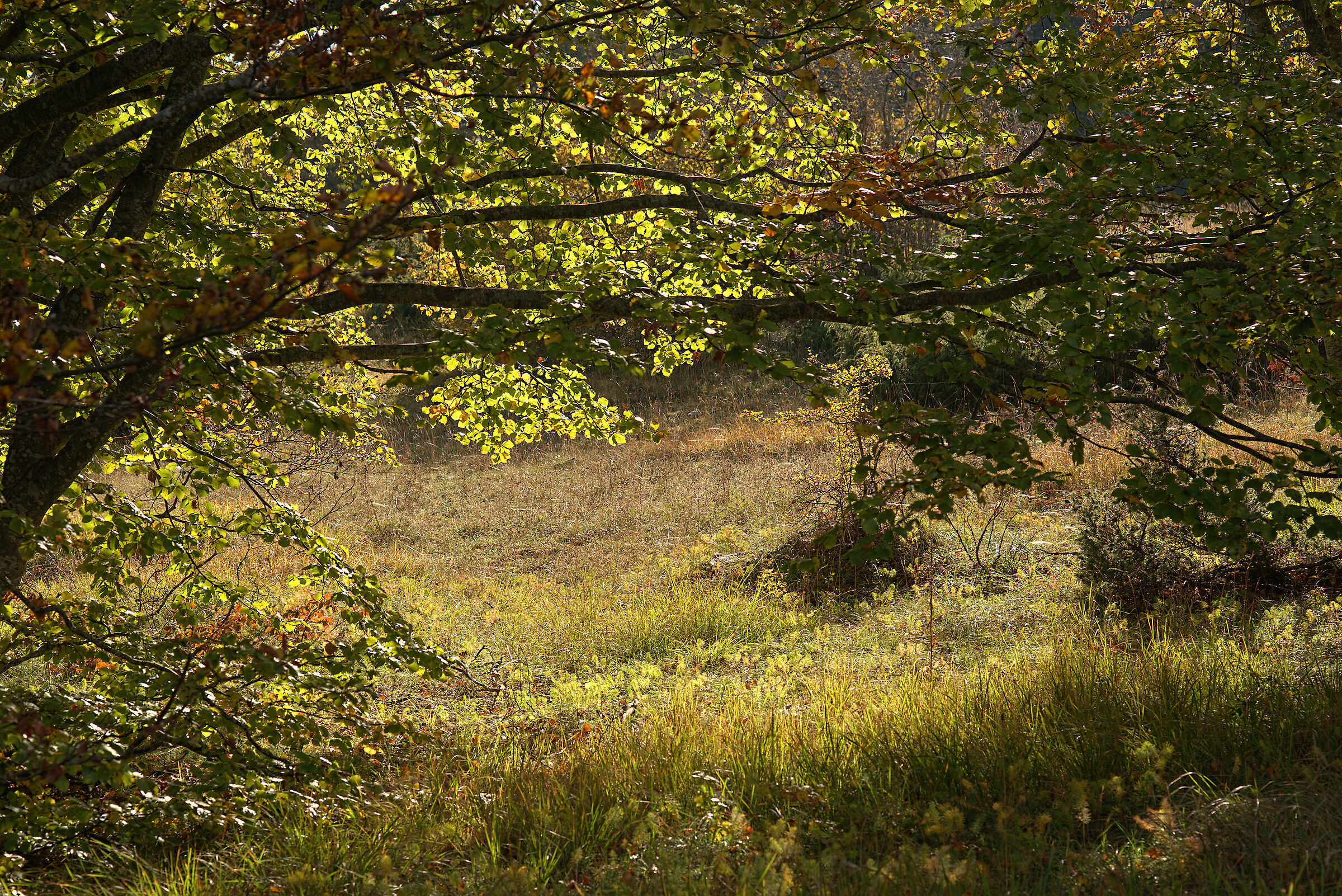 Beech