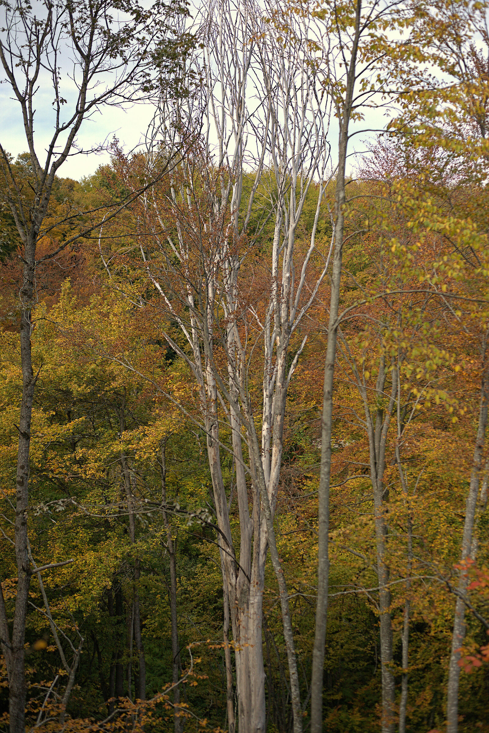 Foliage, 19