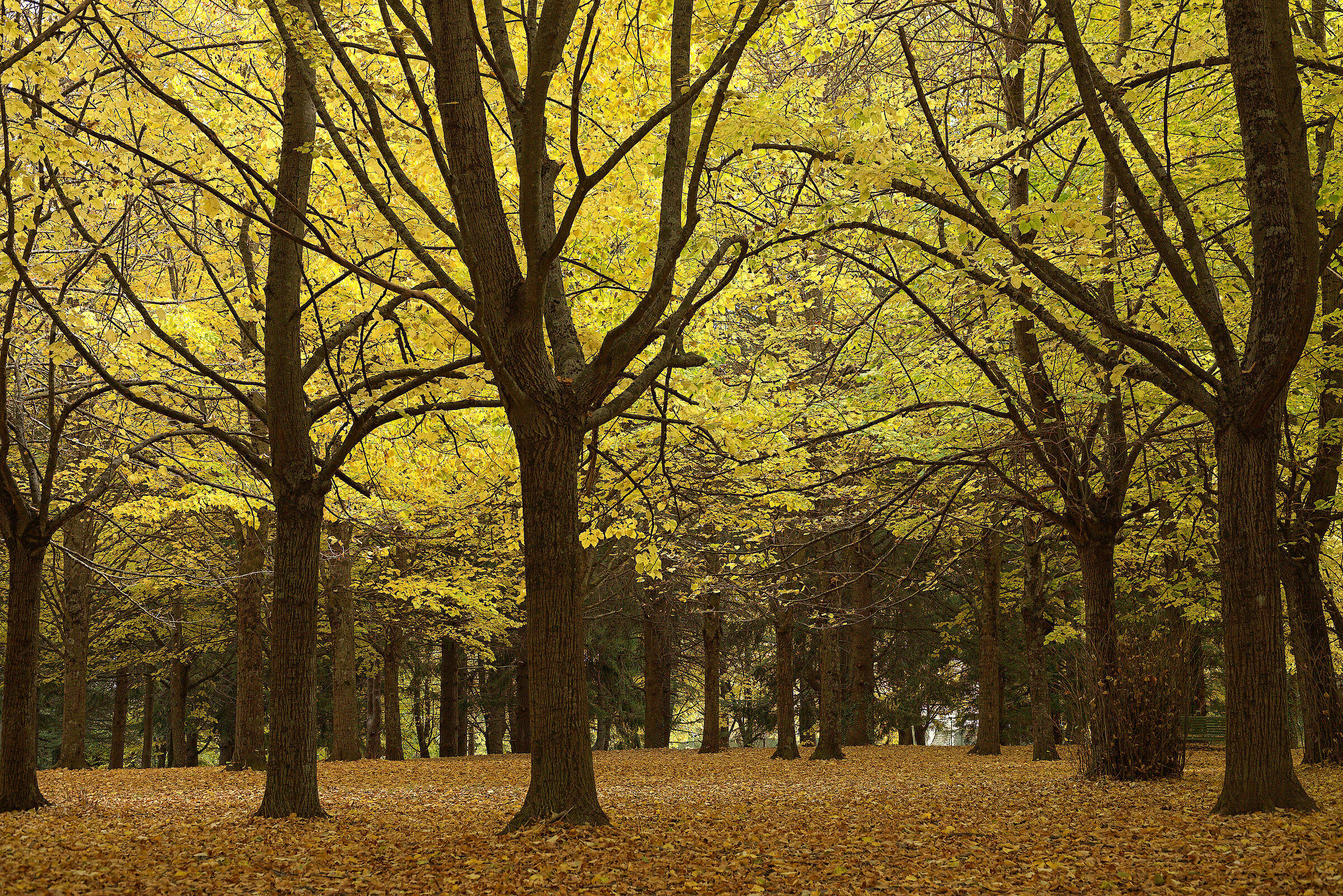 Autumn stamps
