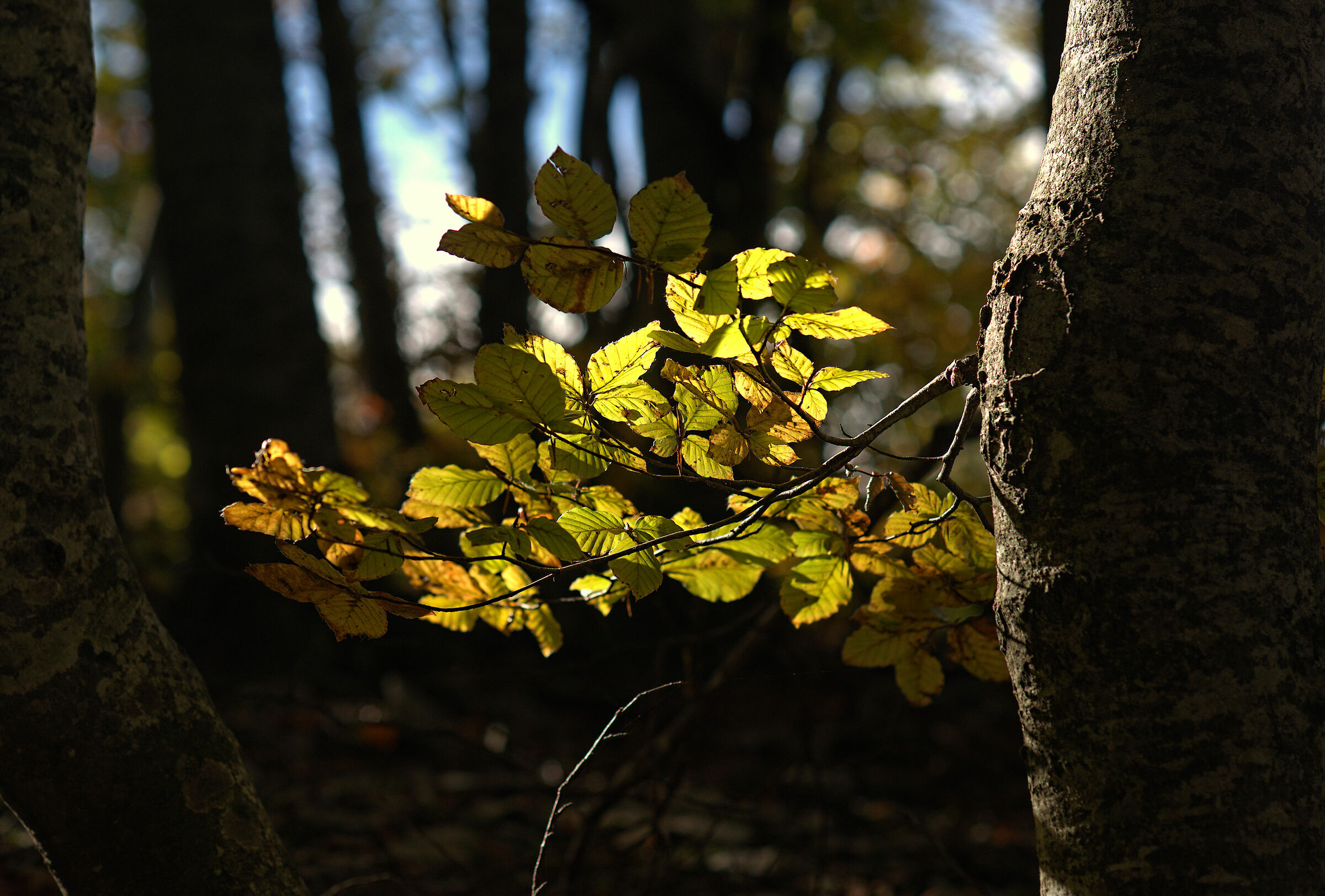 Foliage, 19