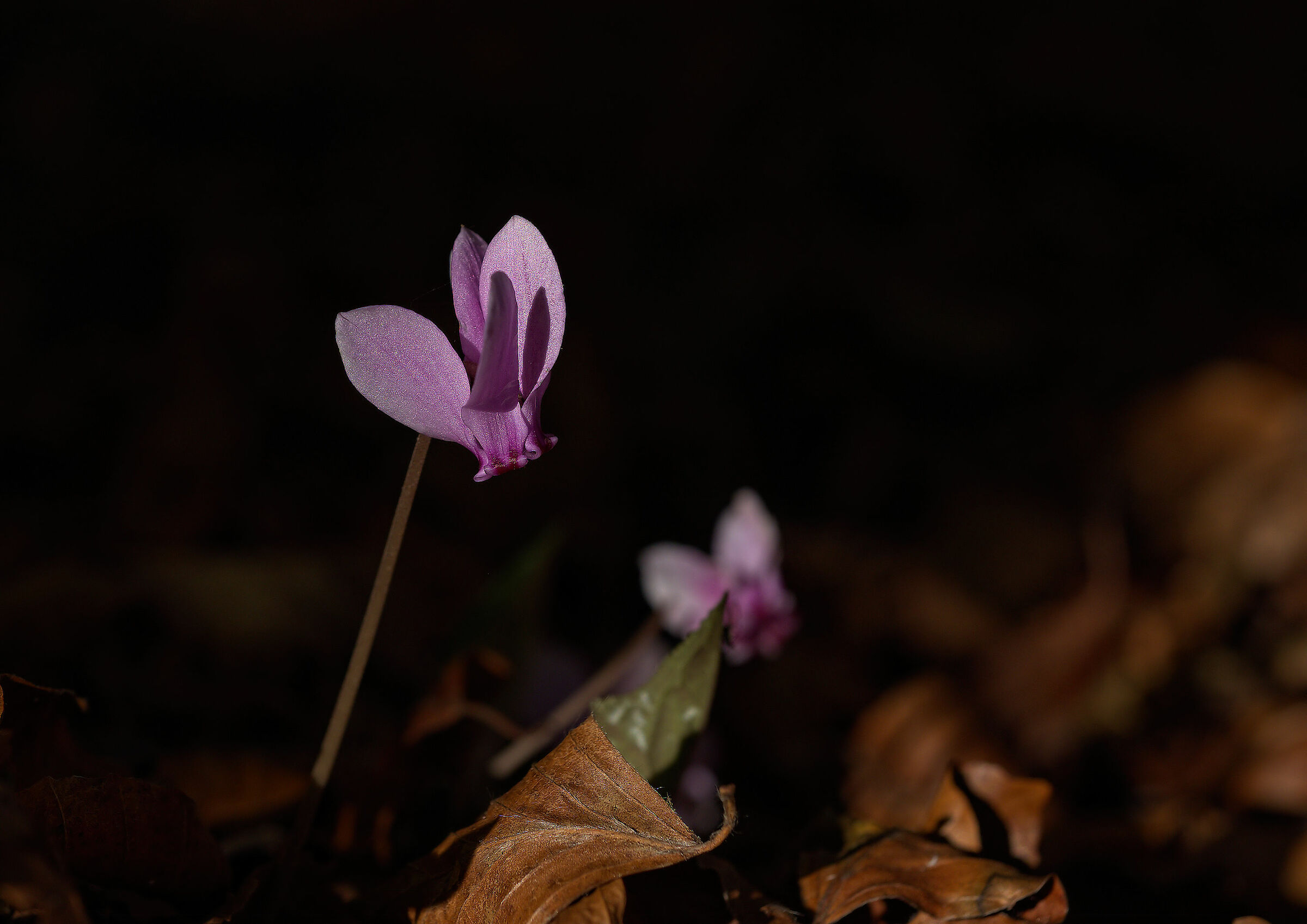 Wild cyclamen