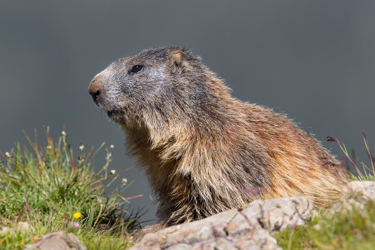 Marmot of the Lookout Alps ...