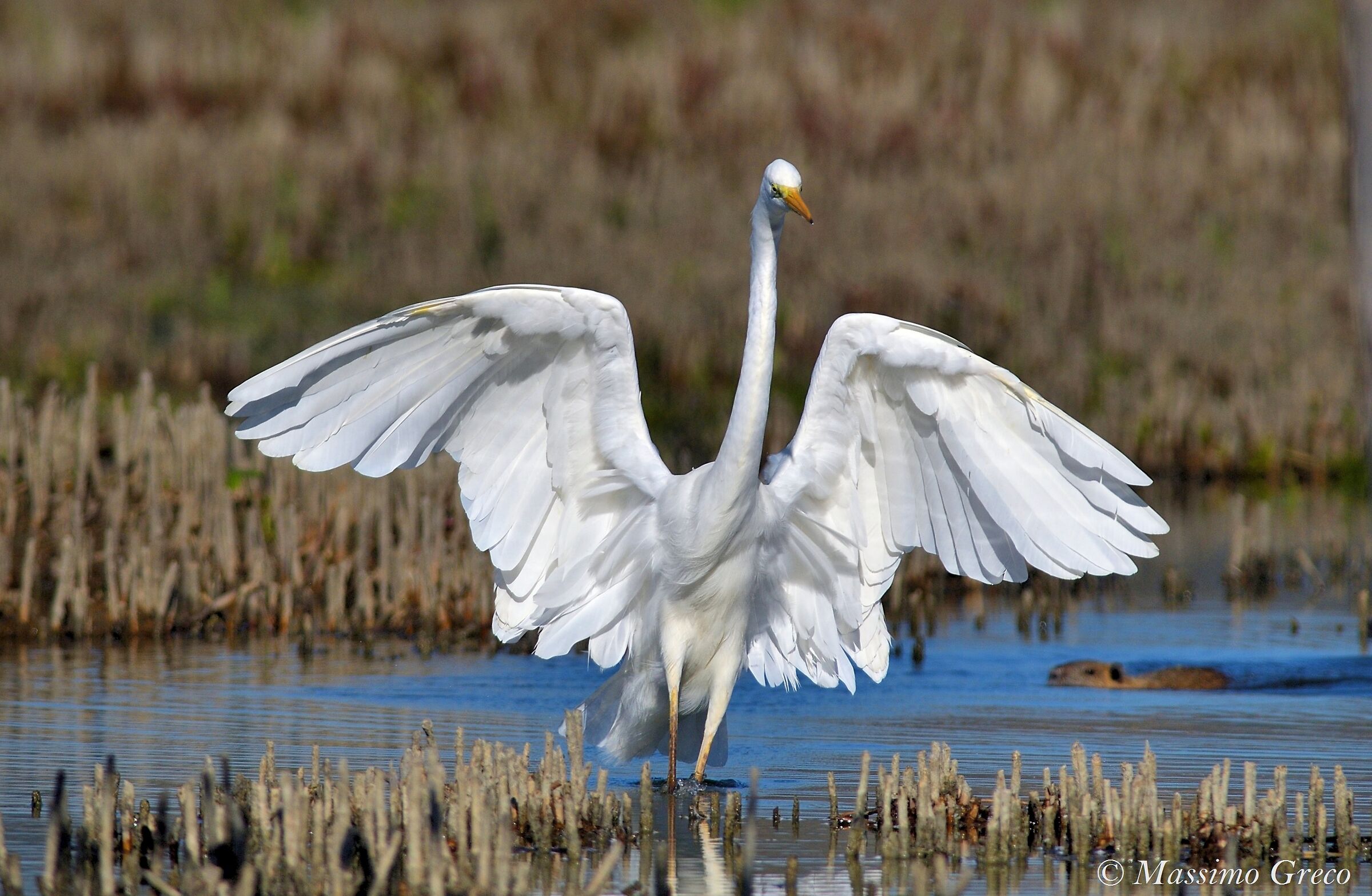 Greater white heron