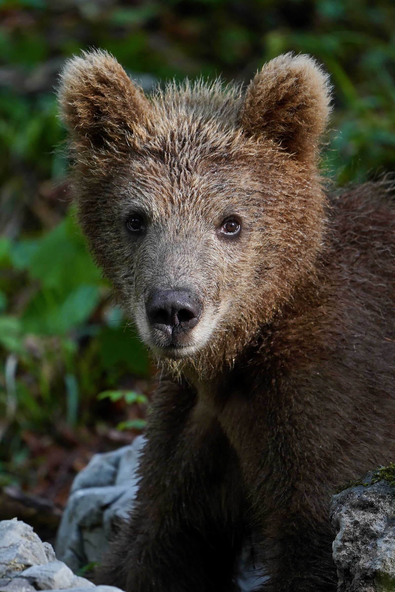 Bear