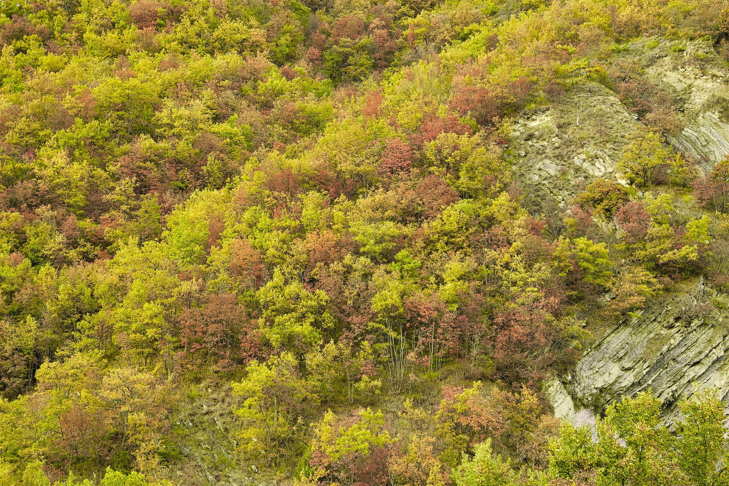 The colors of Autumn