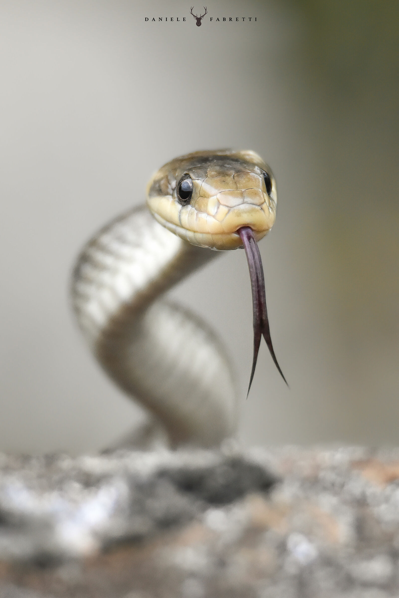 Colubro of Esculapius