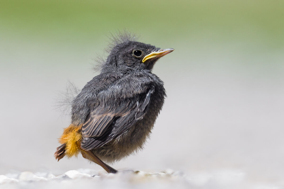 Nidiaceo di Codirosso spazzacamino ...