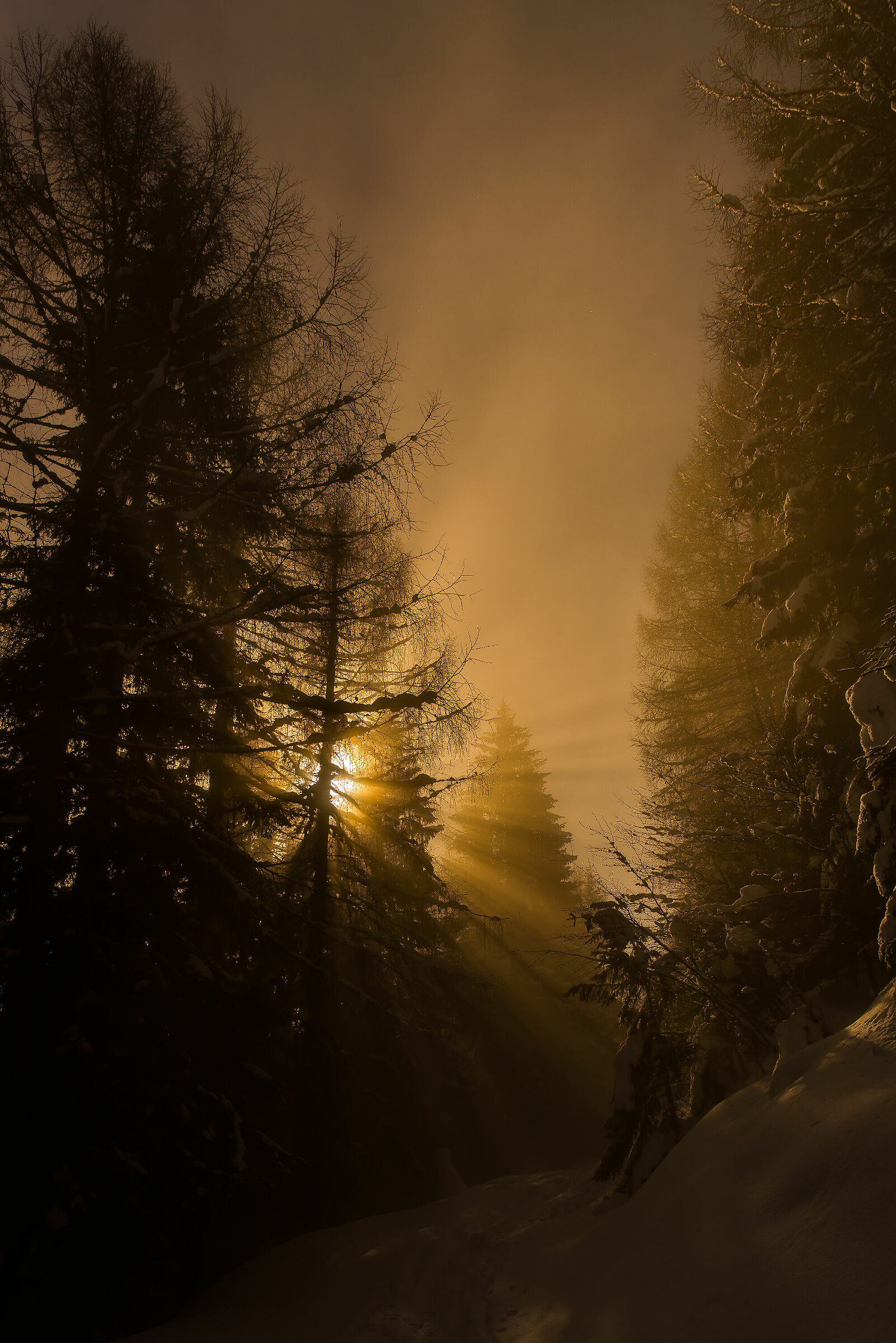 Mists in the snowy woods