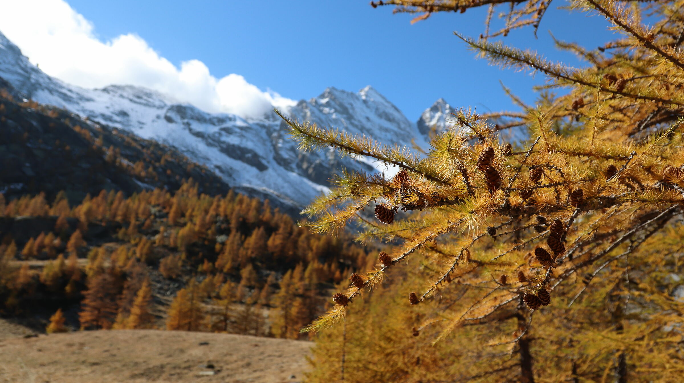 Larch