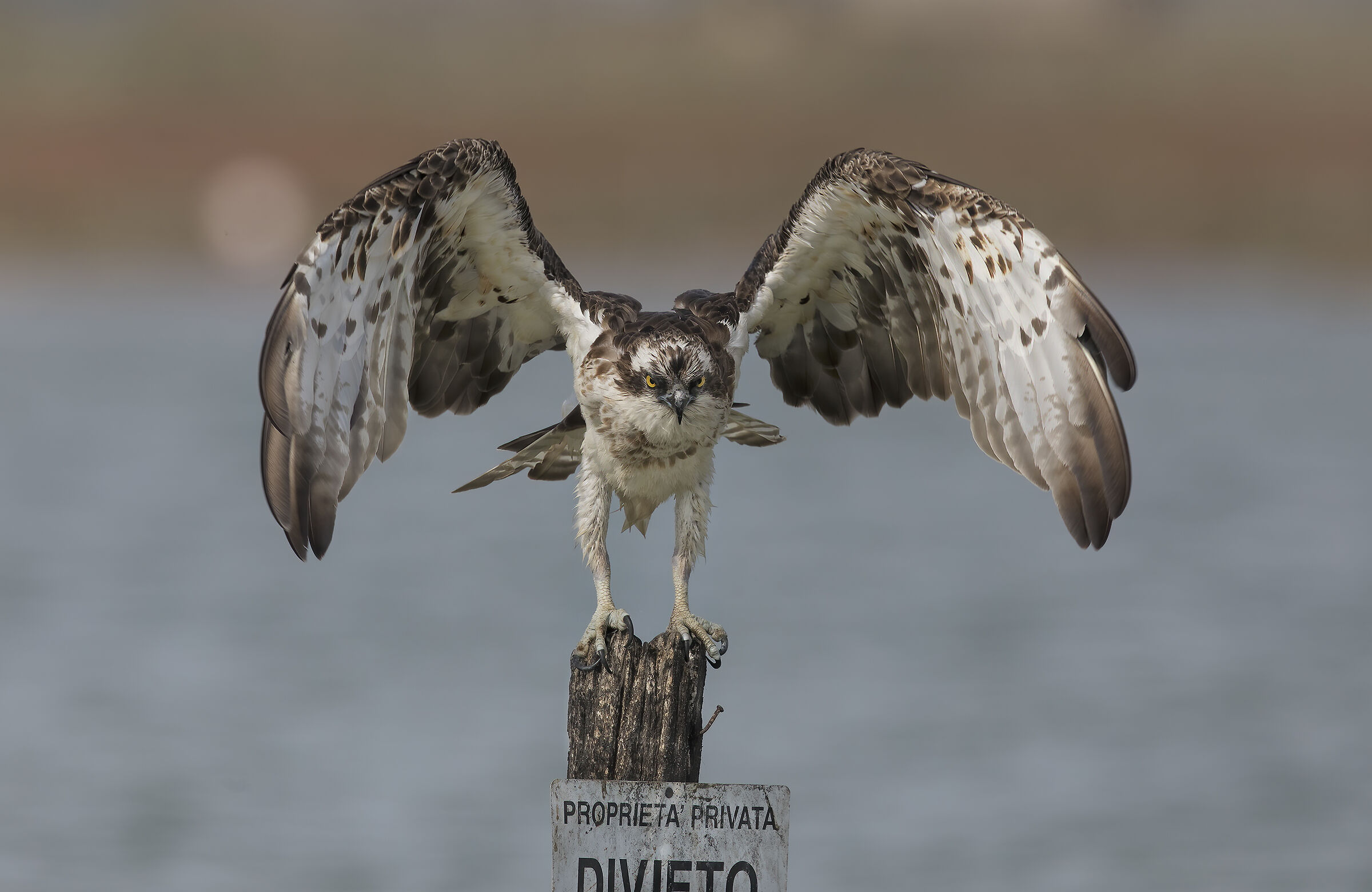 falco pescatore.....cattivissimo