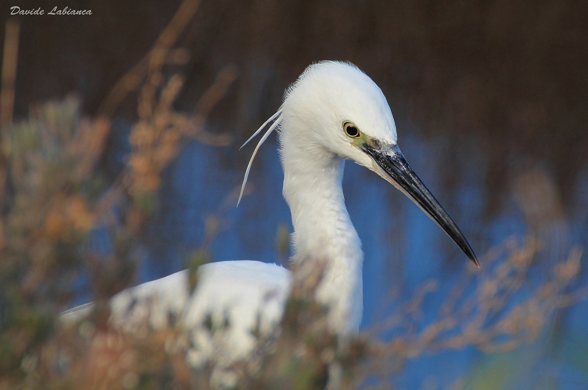 egret portrait