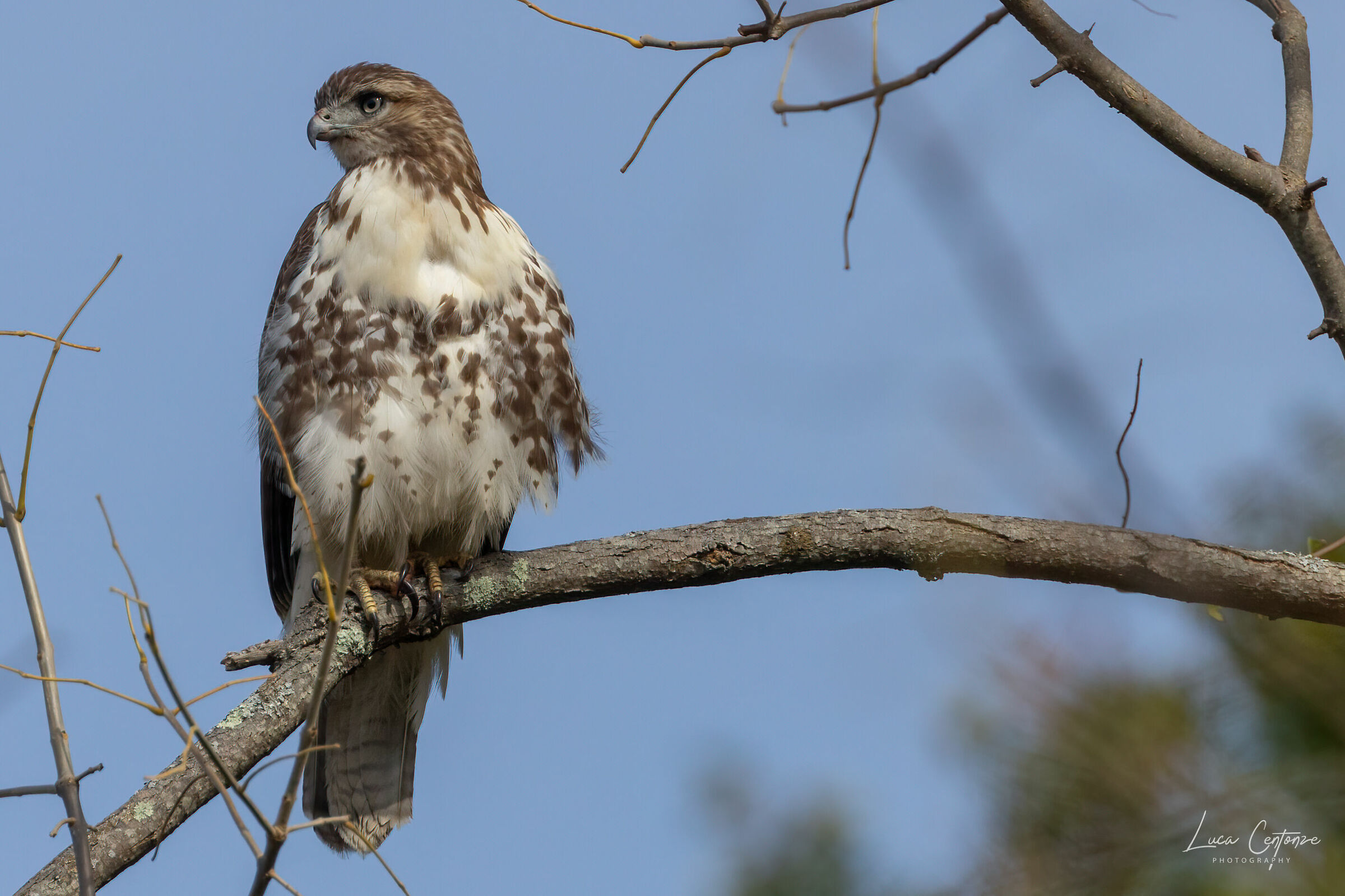Red Tailed Hawk