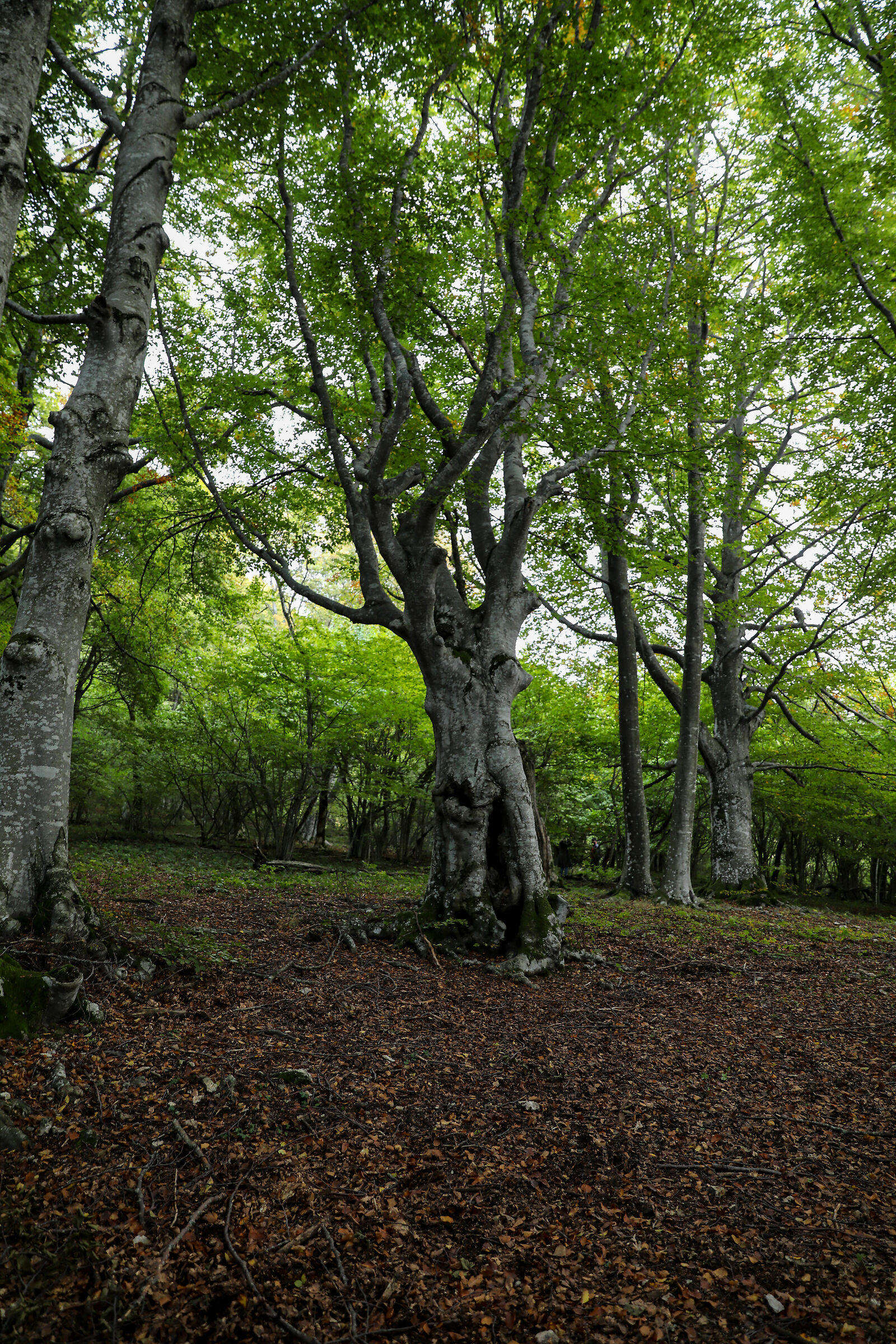 Beech in the foreground