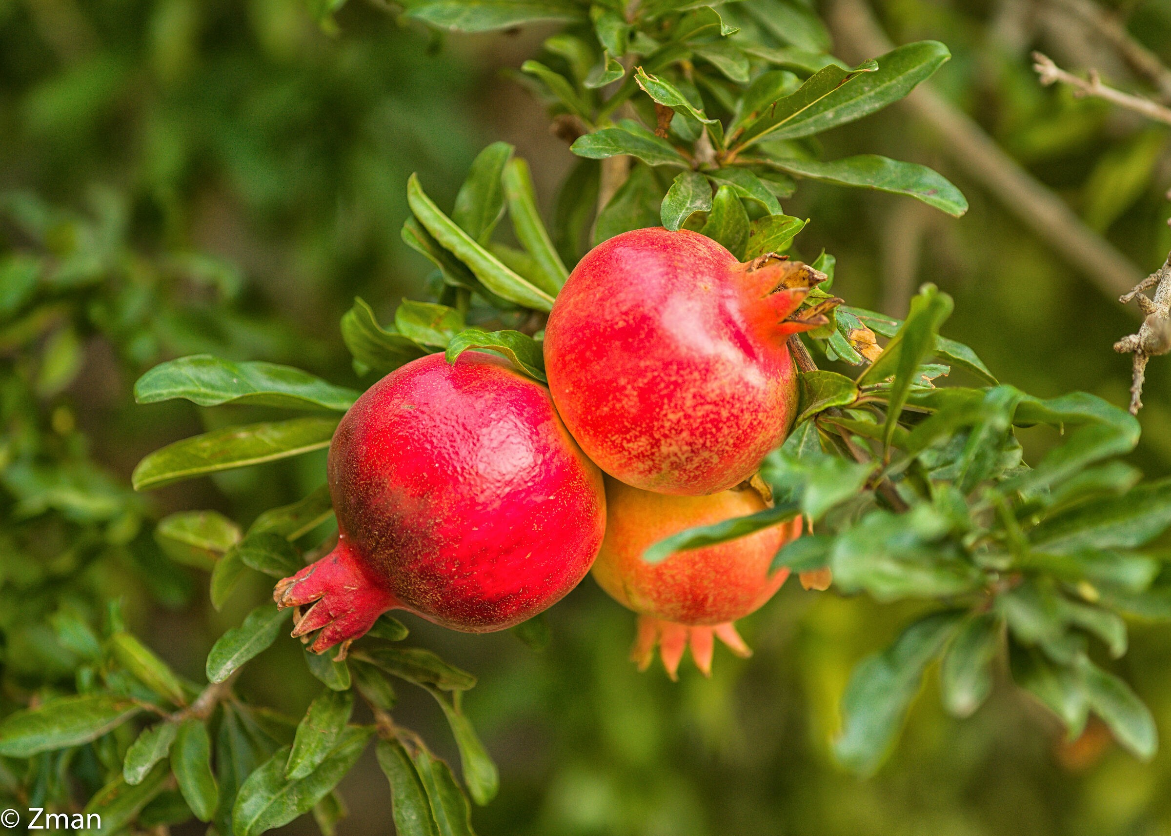 Pomegranate