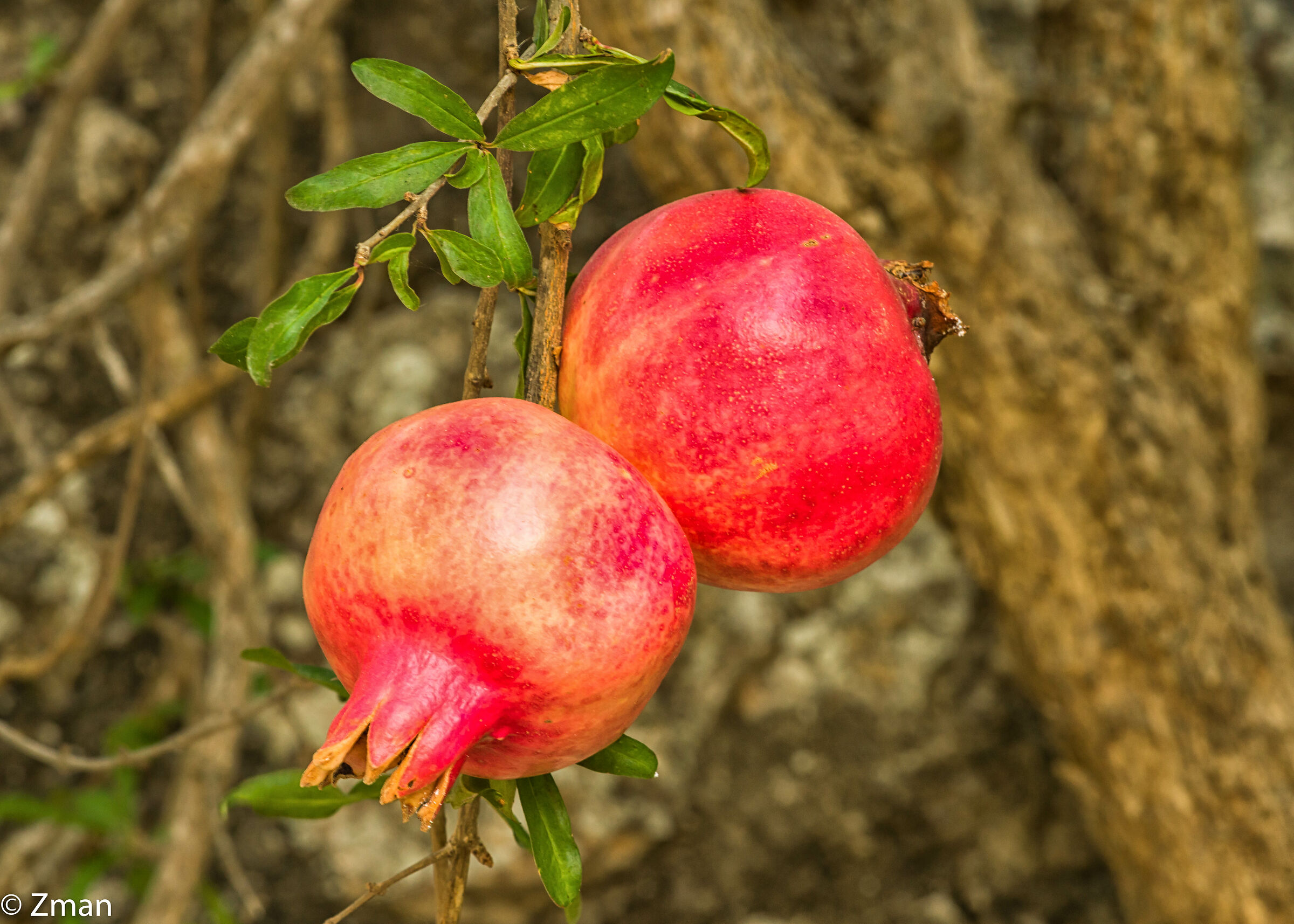 Pomegranate