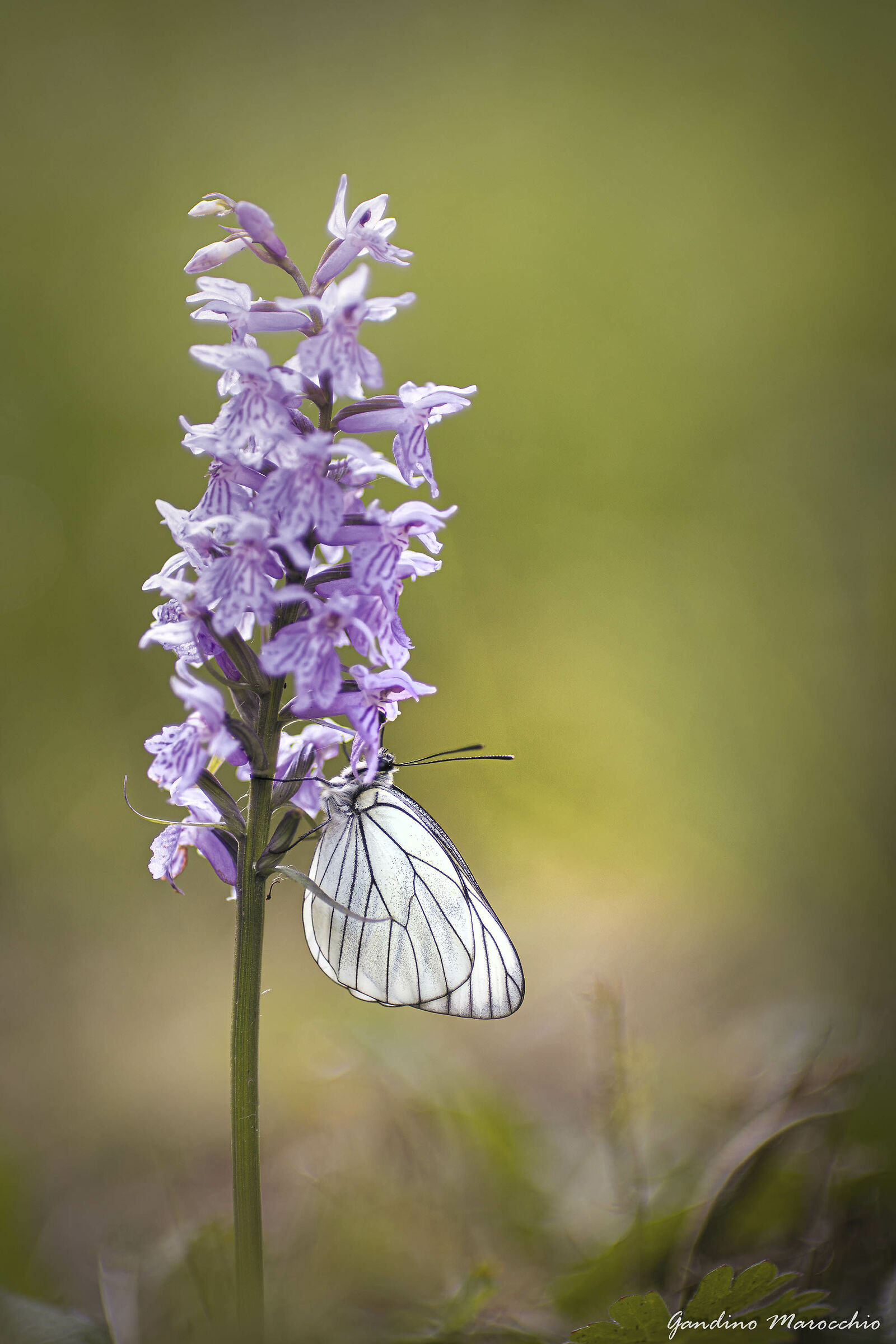 Dactylorhiza maculata e aporia crataegi