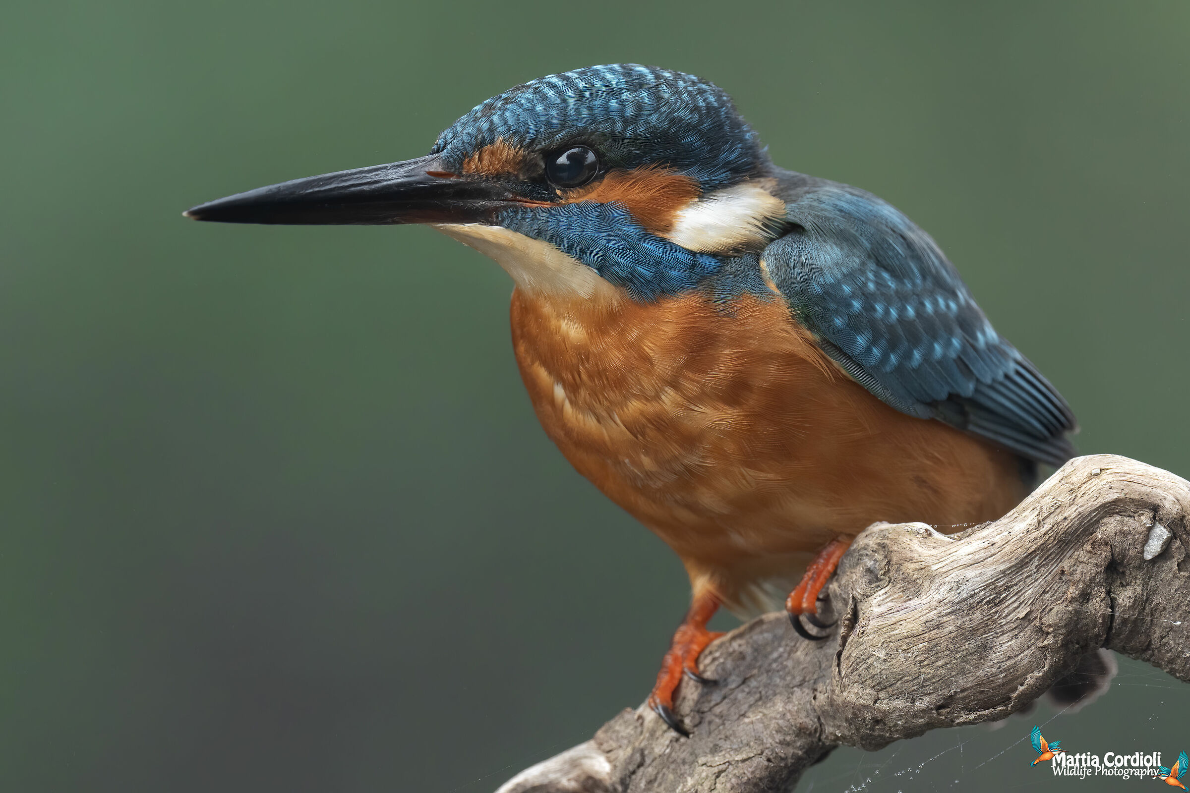 Kingfisher