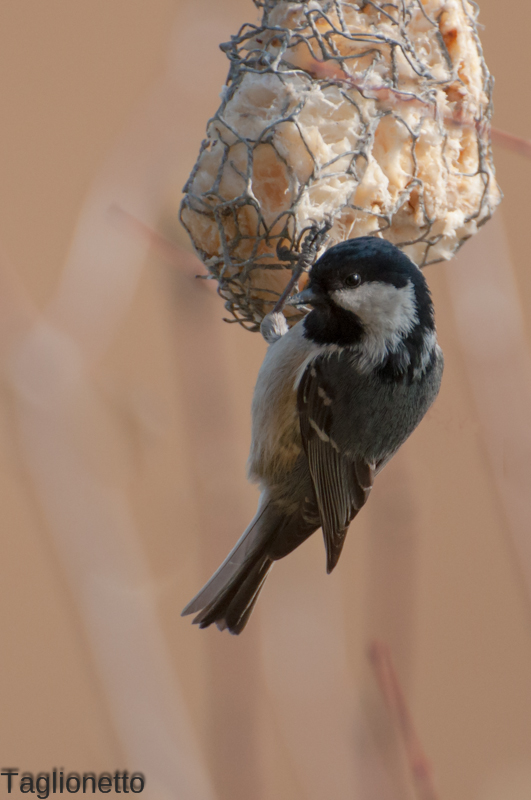 In giardino, la cincia mora