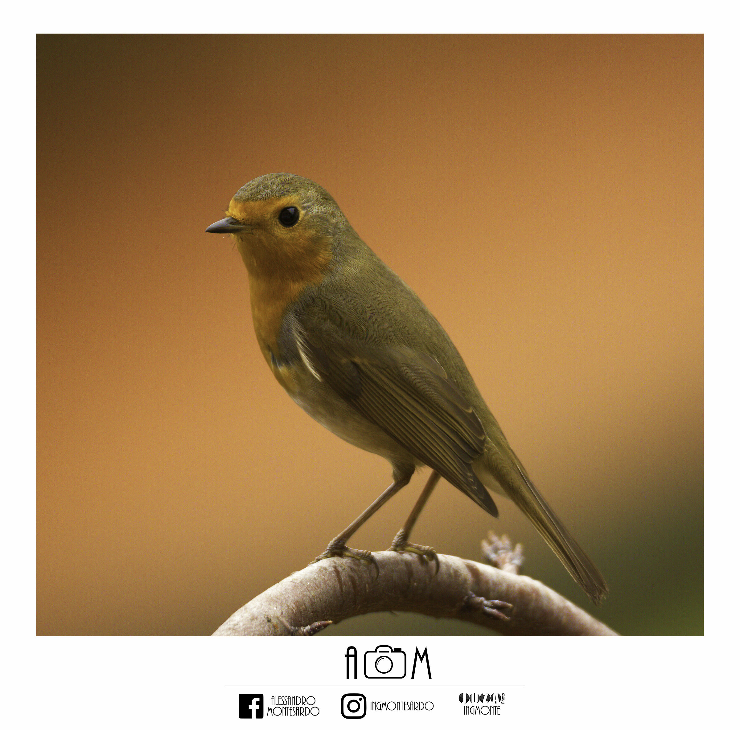 Robin