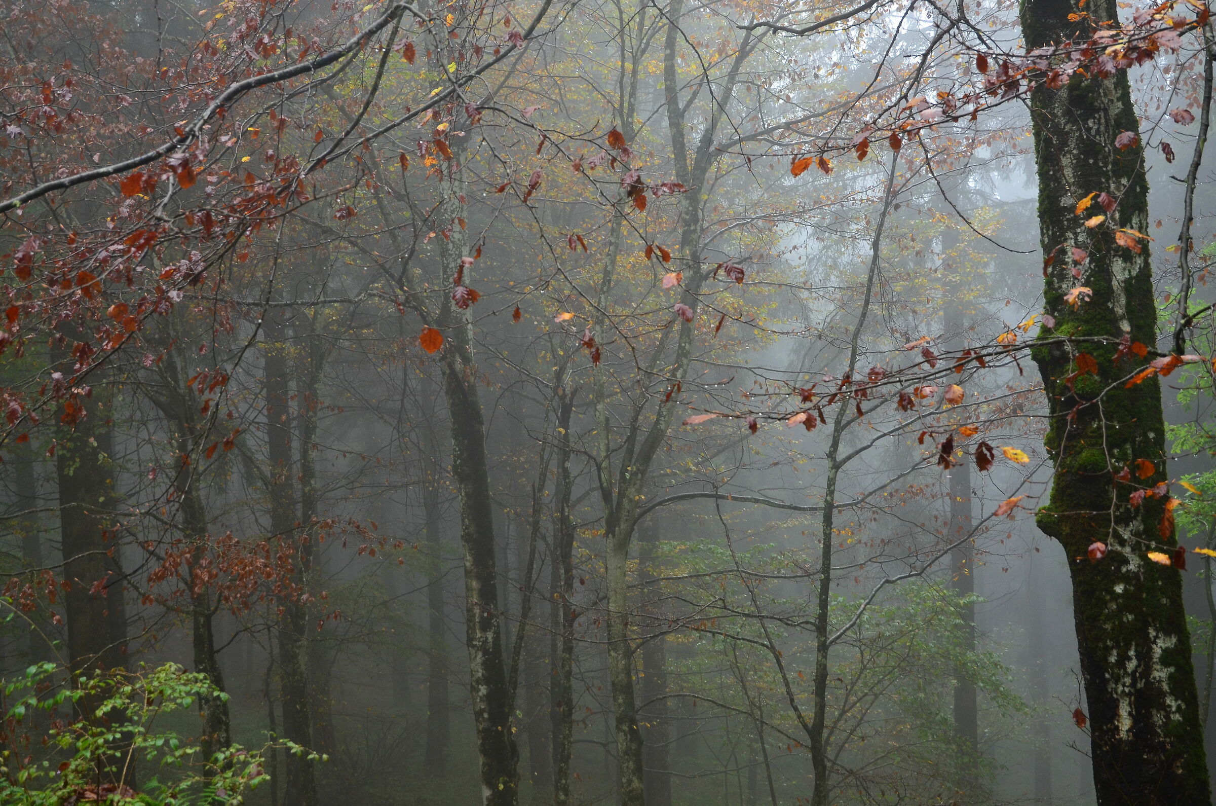 Beech and pine forest in fog 1