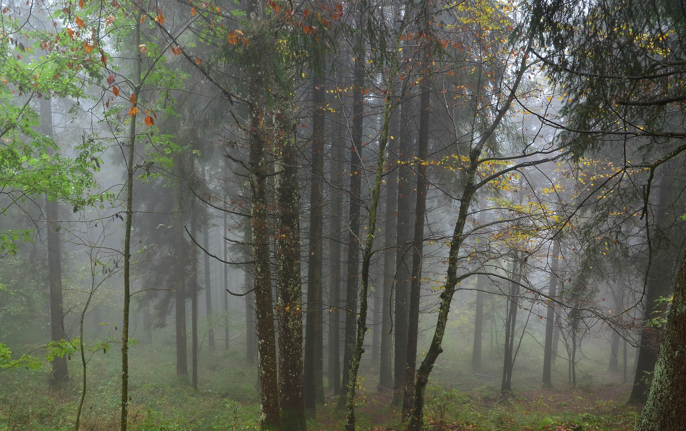 Beech and pine forest in fog 2