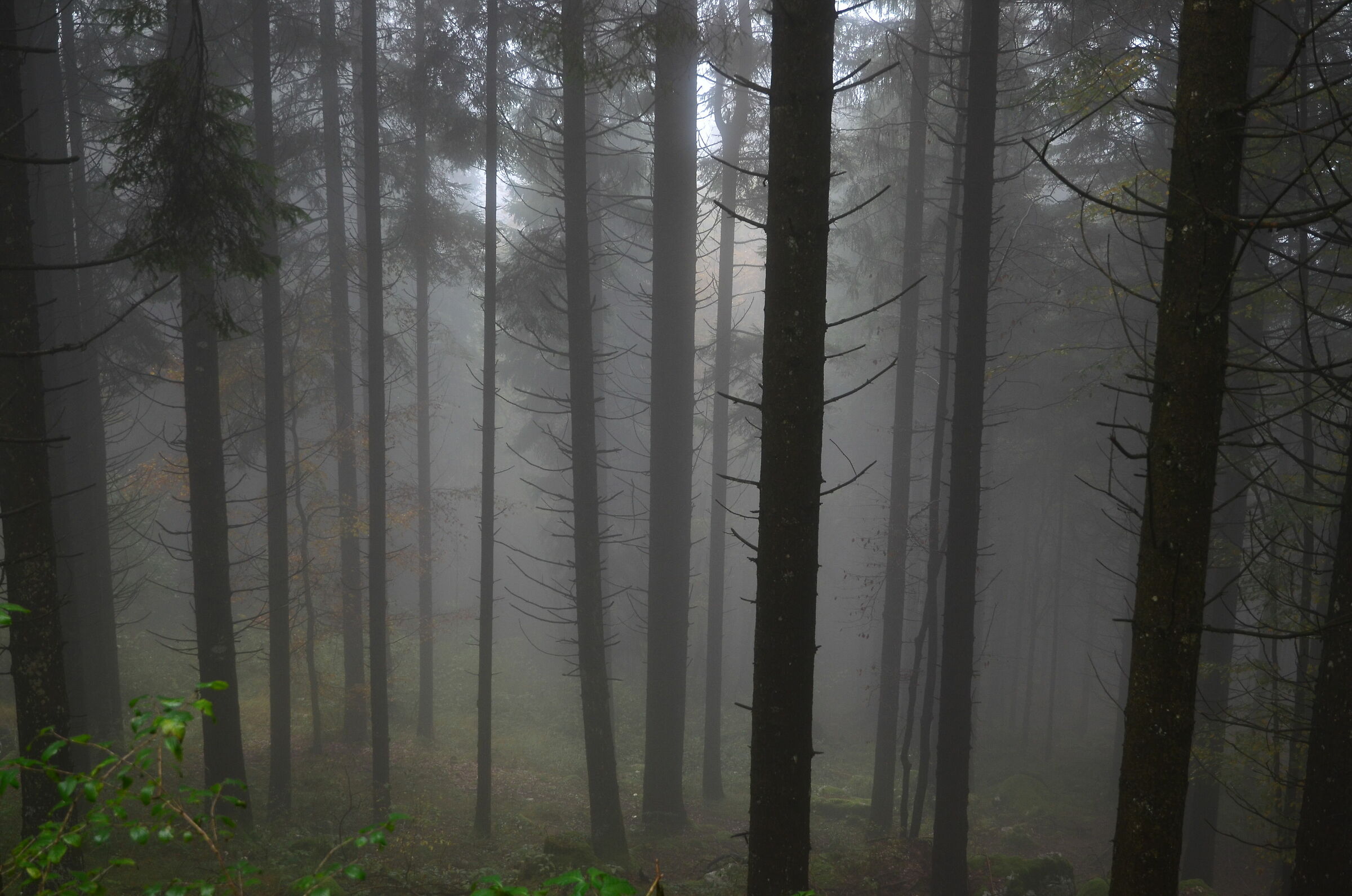 Beech and pine forest in fog 3