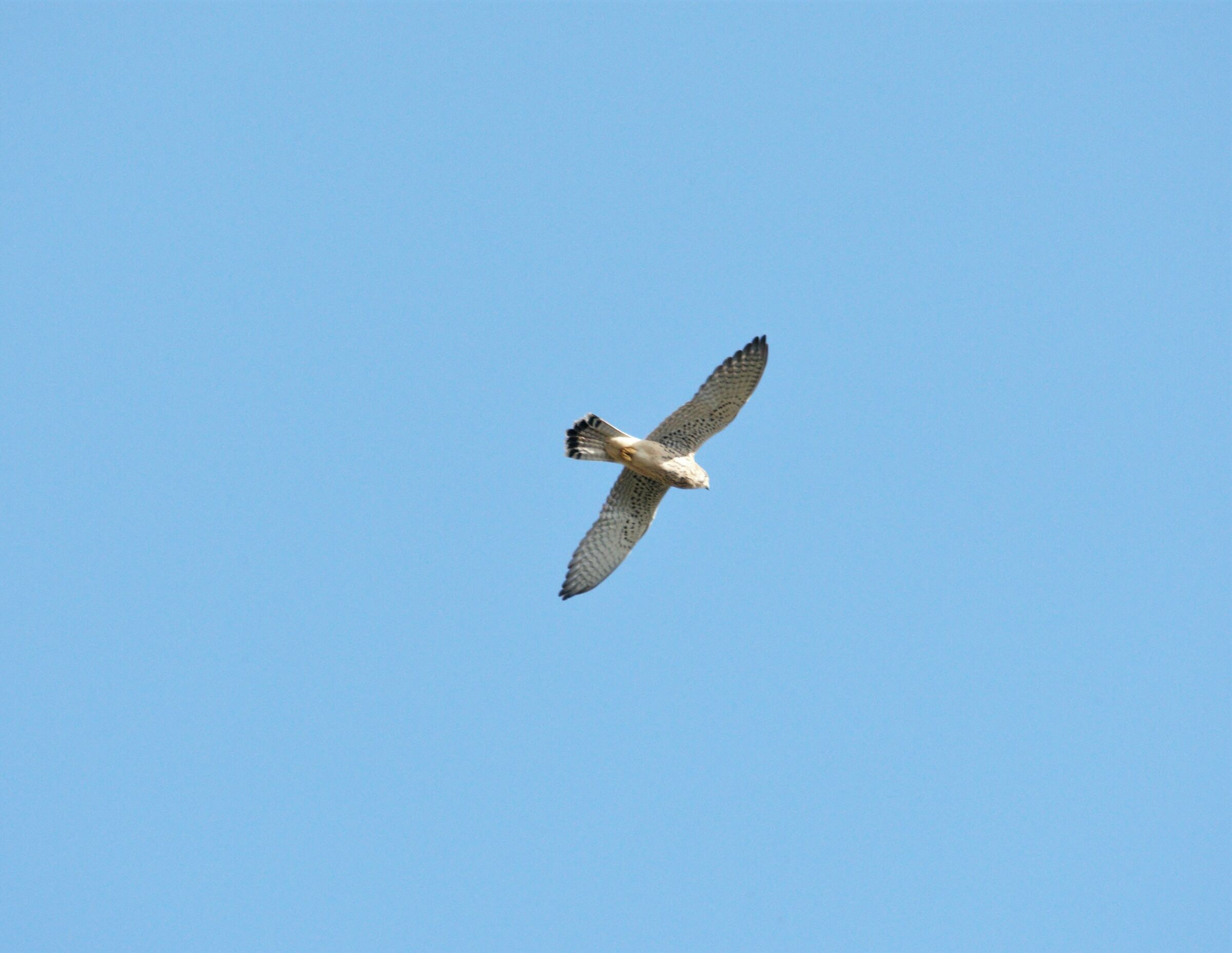 Kestrel
