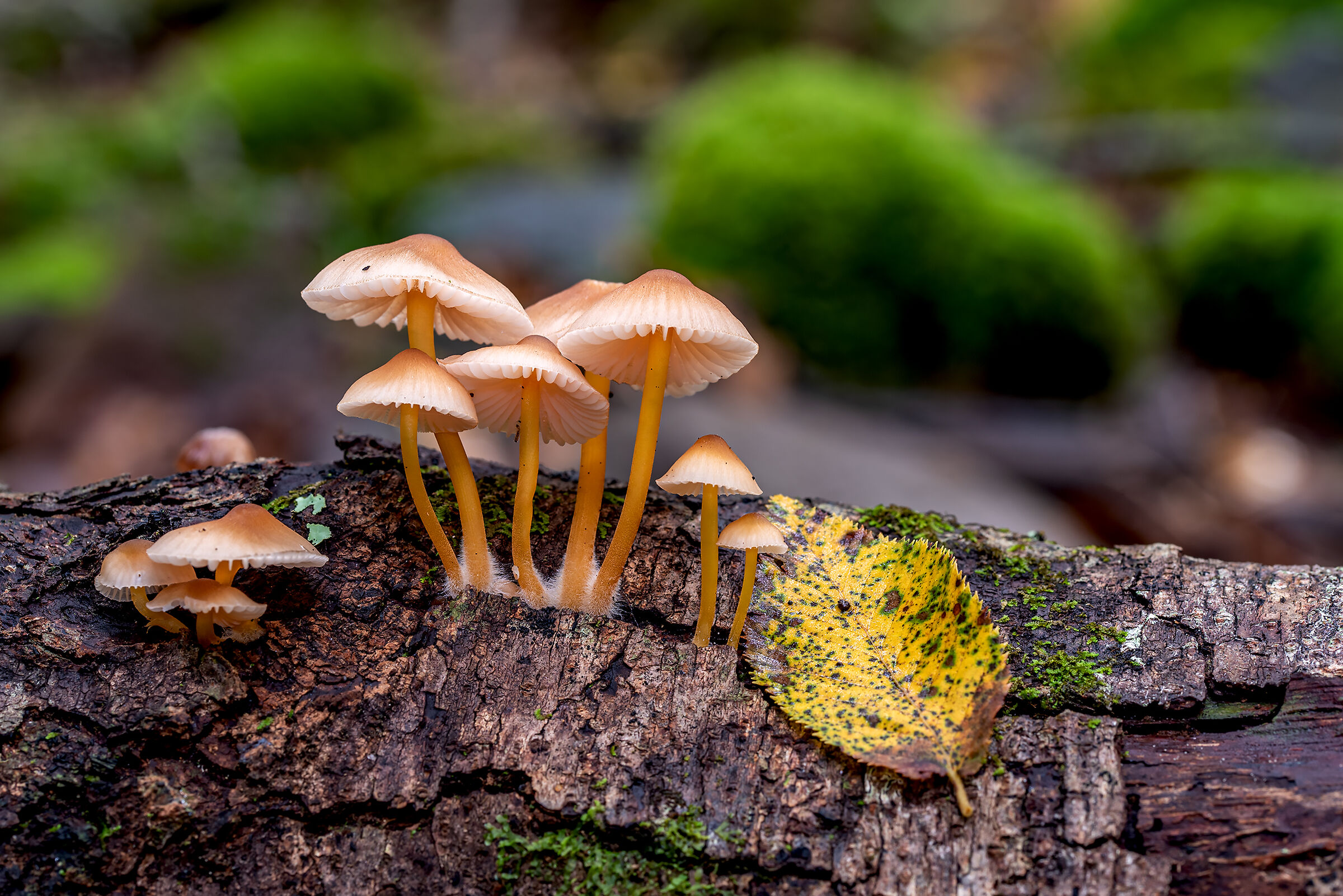 Mycena renatii.